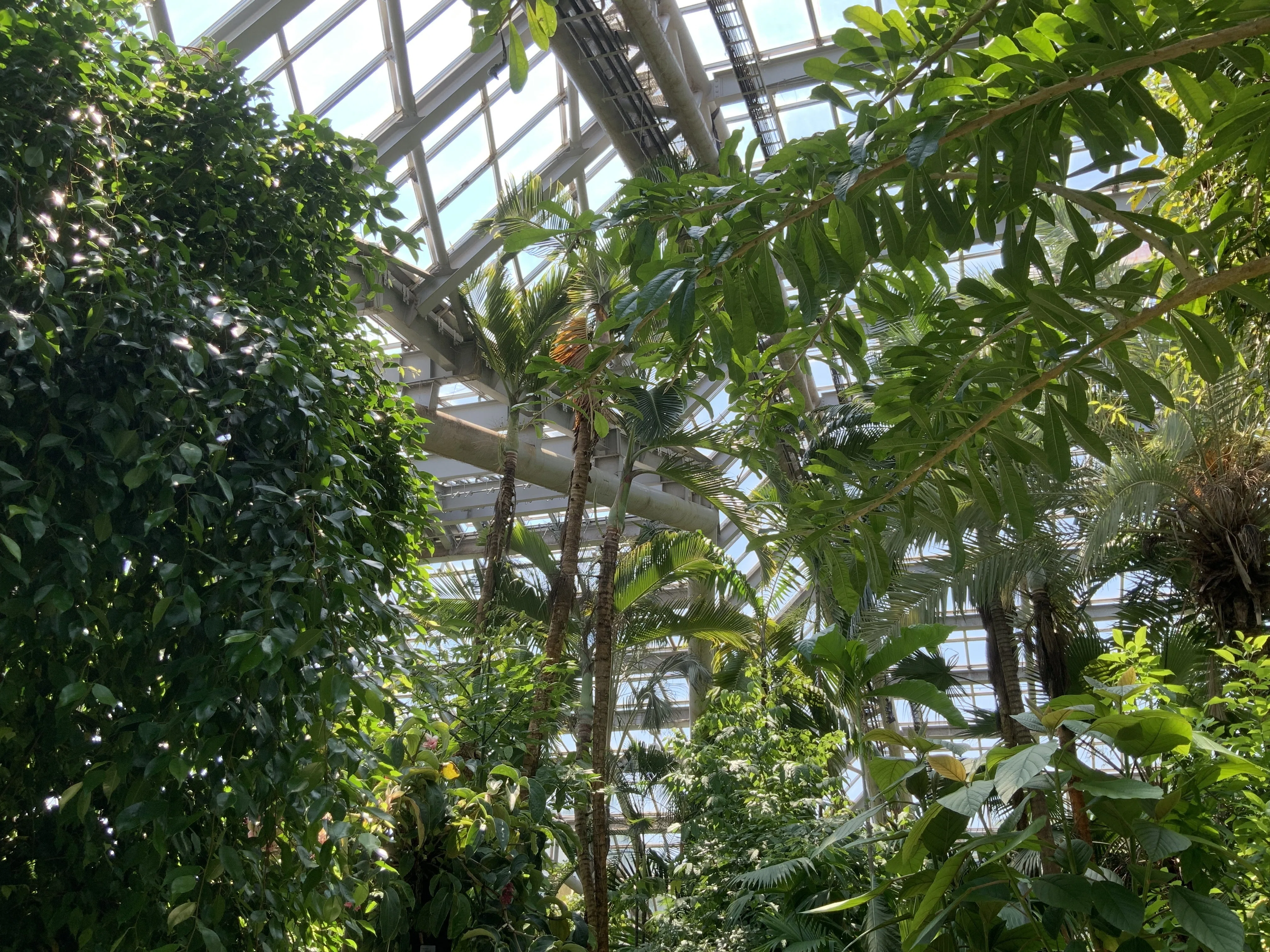 保存版）京都府立植物園の観覧温室の順路風景：2025年8月8日（金