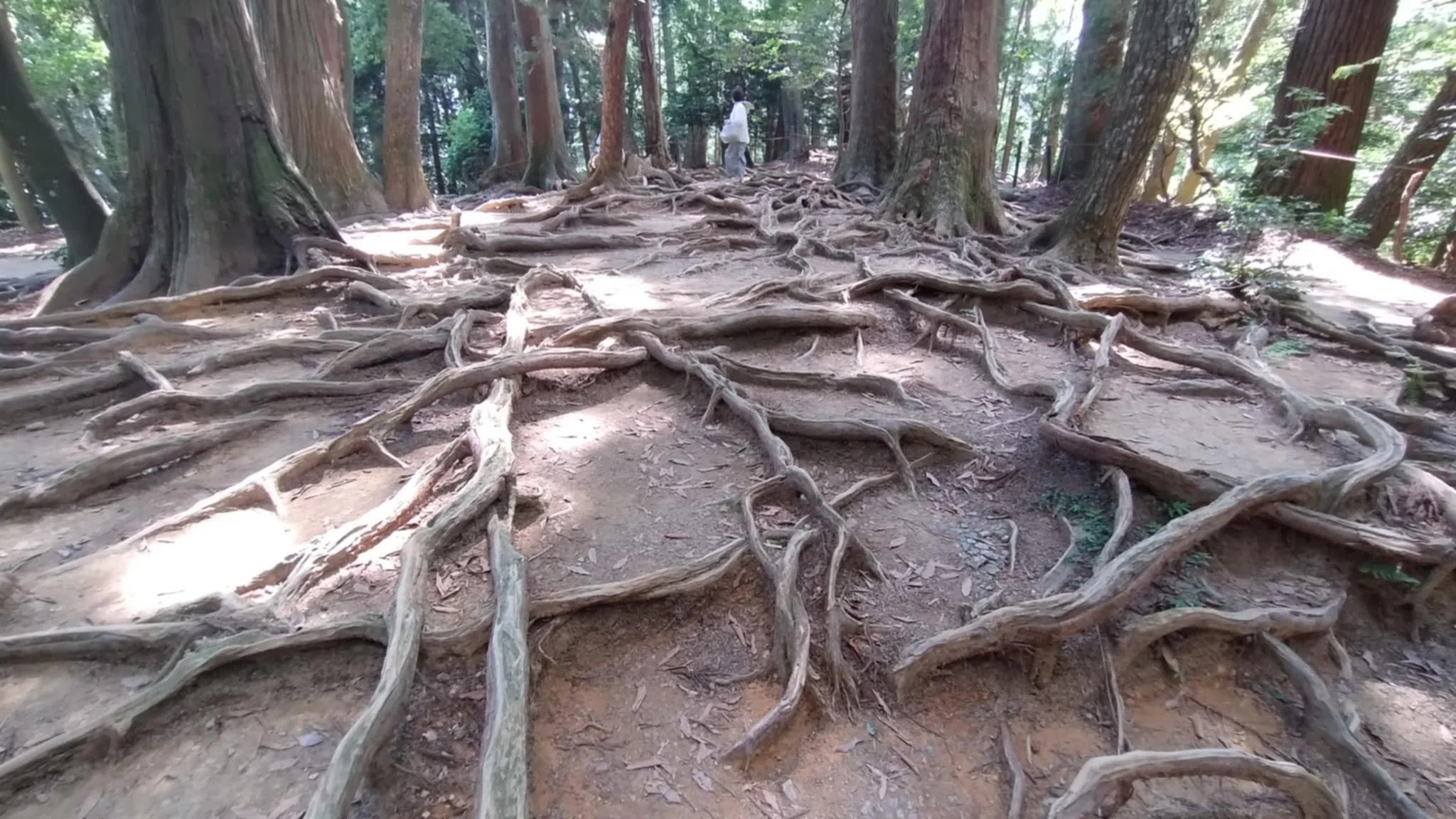 天と地を結ぶ霊山 鞍馬寺と木の根道をご案内♪｜雅京都観光