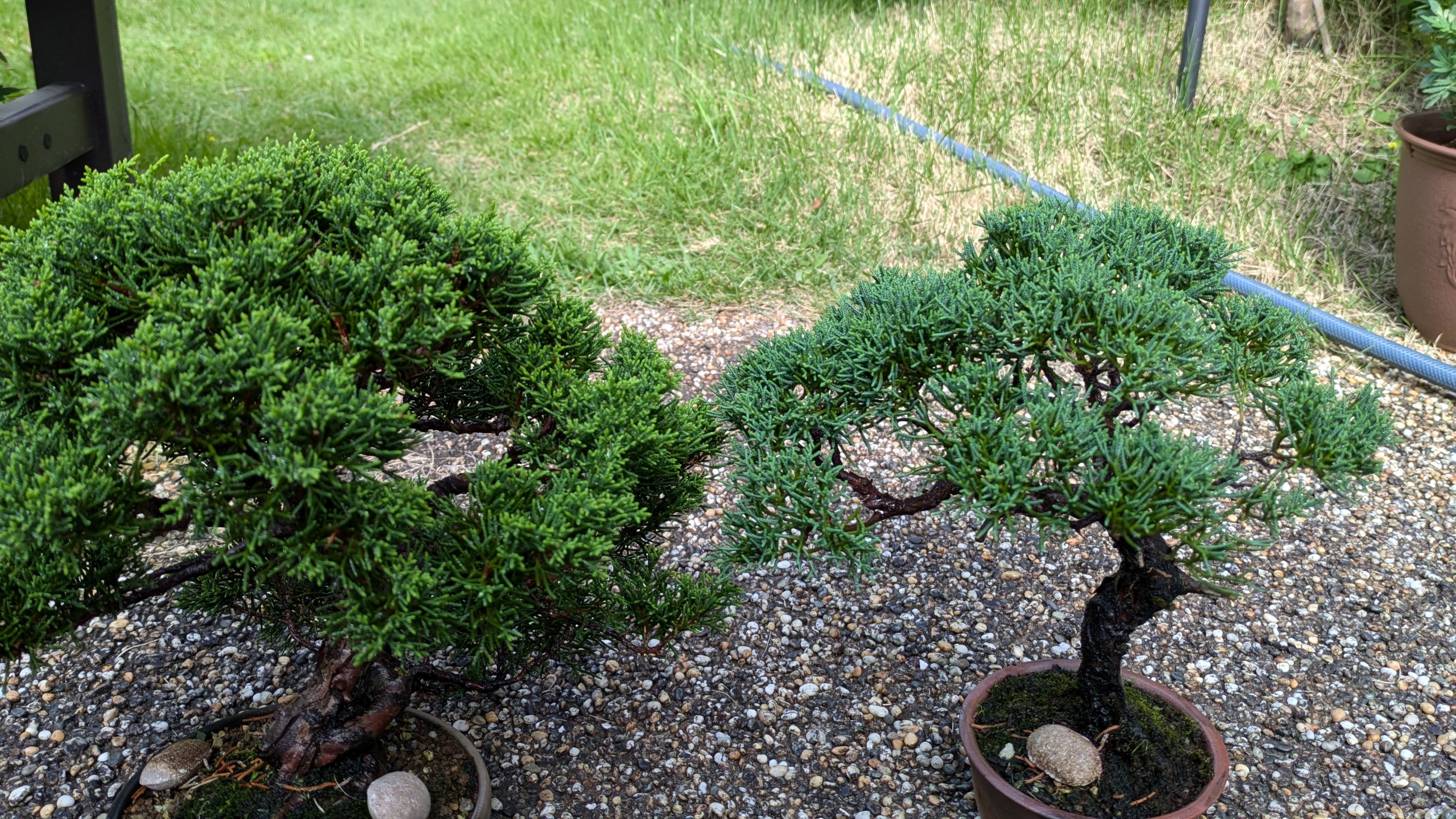 深淵なる真柏の世界】同じ産地でも葉性が違う？知られざる盆栽の奥深さ