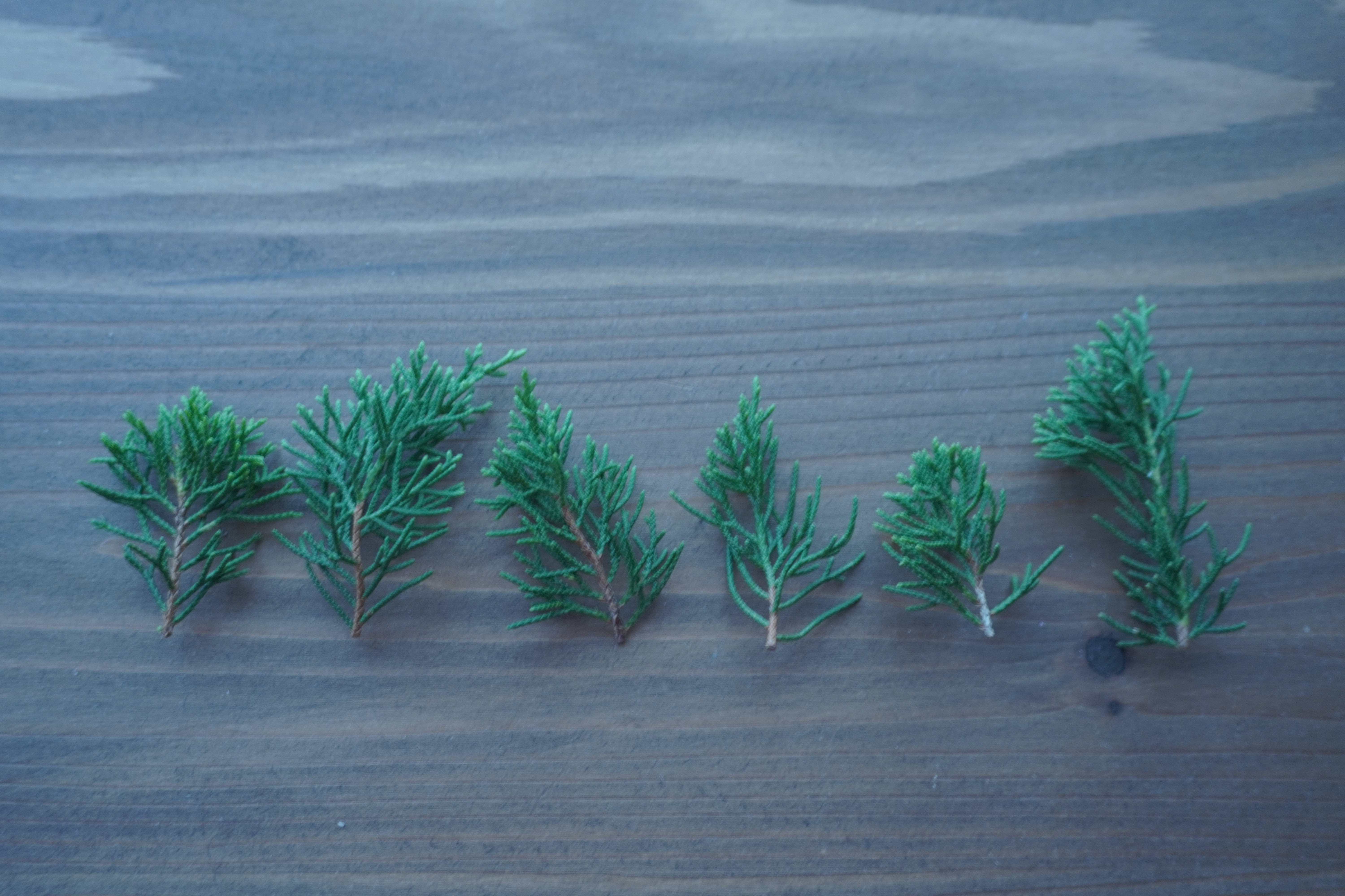 深淵なる真柏の世界】同じ産地でも葉性が違う？知られざる盆栽の奥深さ