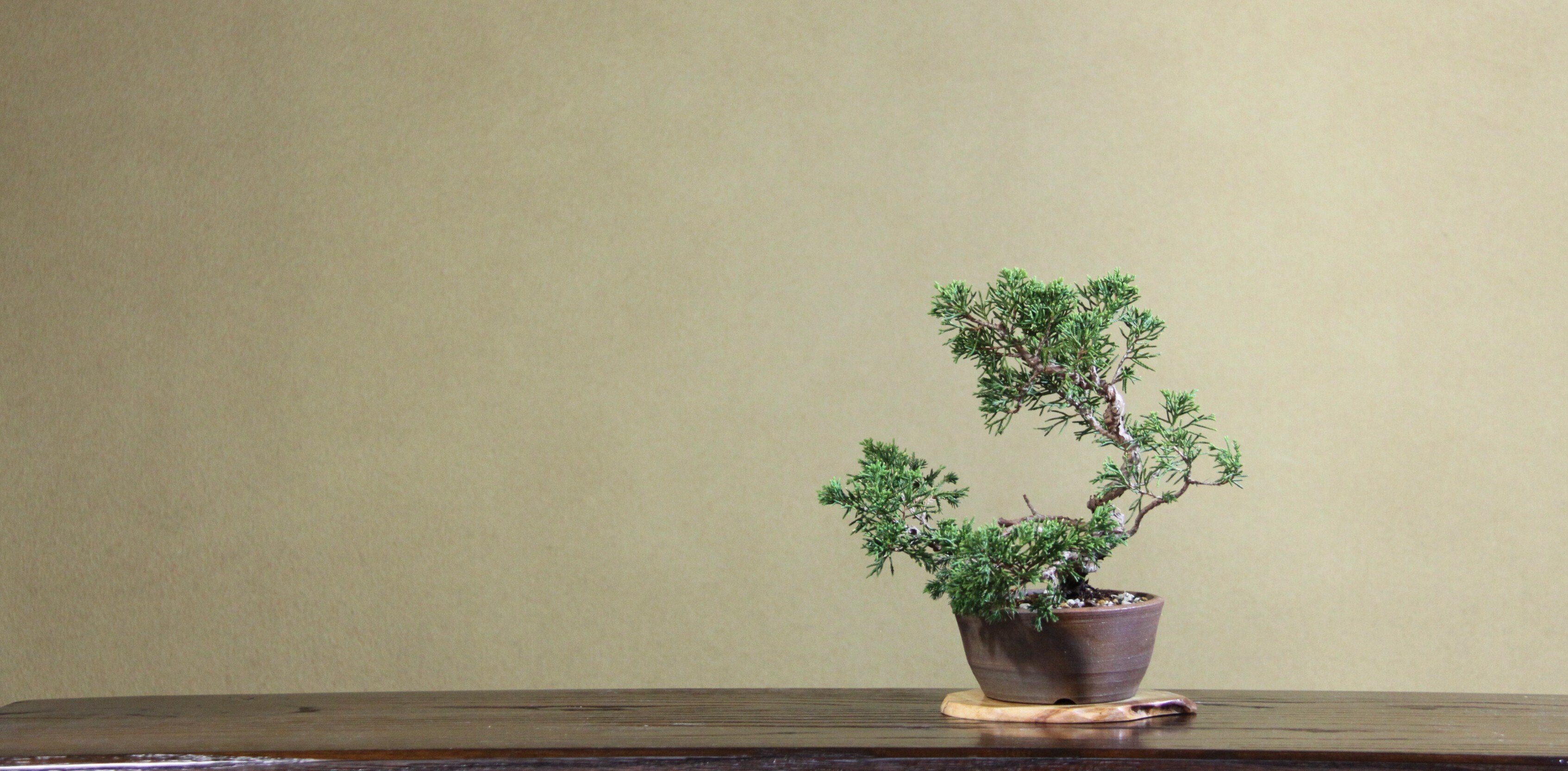 深淵なる真柏の世界】同じ産地でも葉性が違う？知られざる盆栽の奥深さ