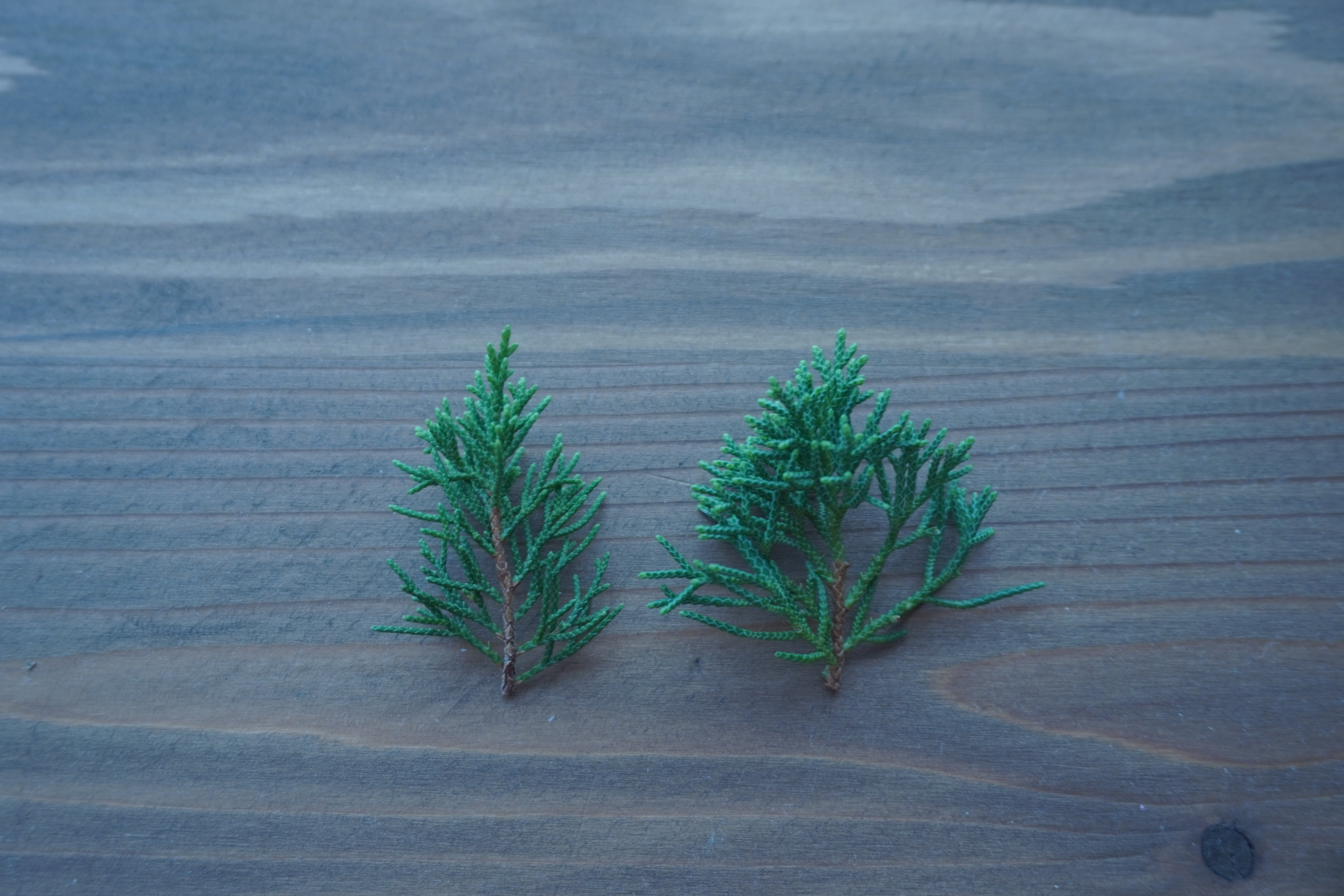 真柏　糸魚川葉性 深淵なる真柏の世界】同じ産地でも葉性が違う？知られざる盆栽の奥深さ