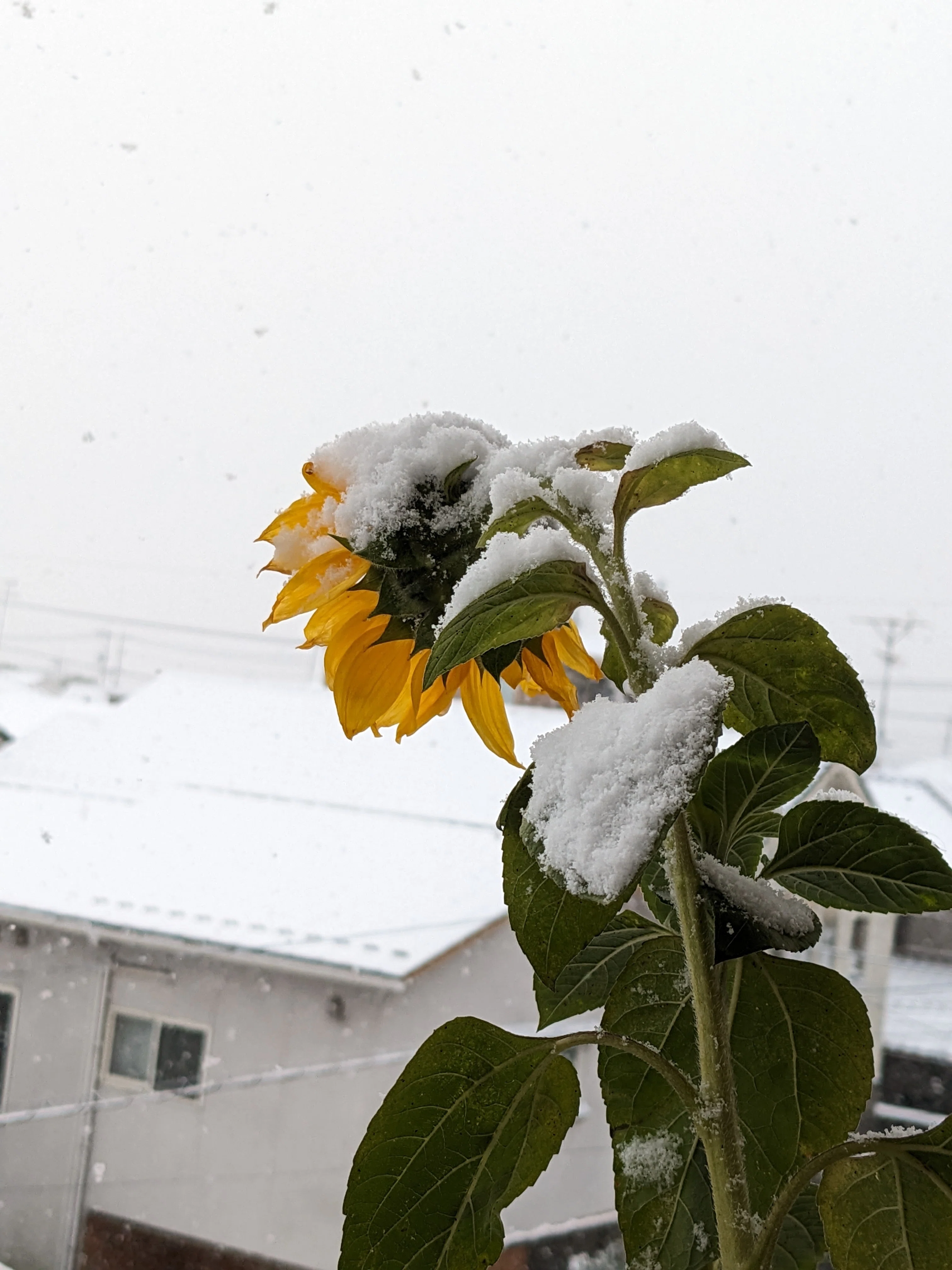 ゼロ円の涼①背中で語る雪ひまわり｜中西峰雪 Housetsu Nakanishi