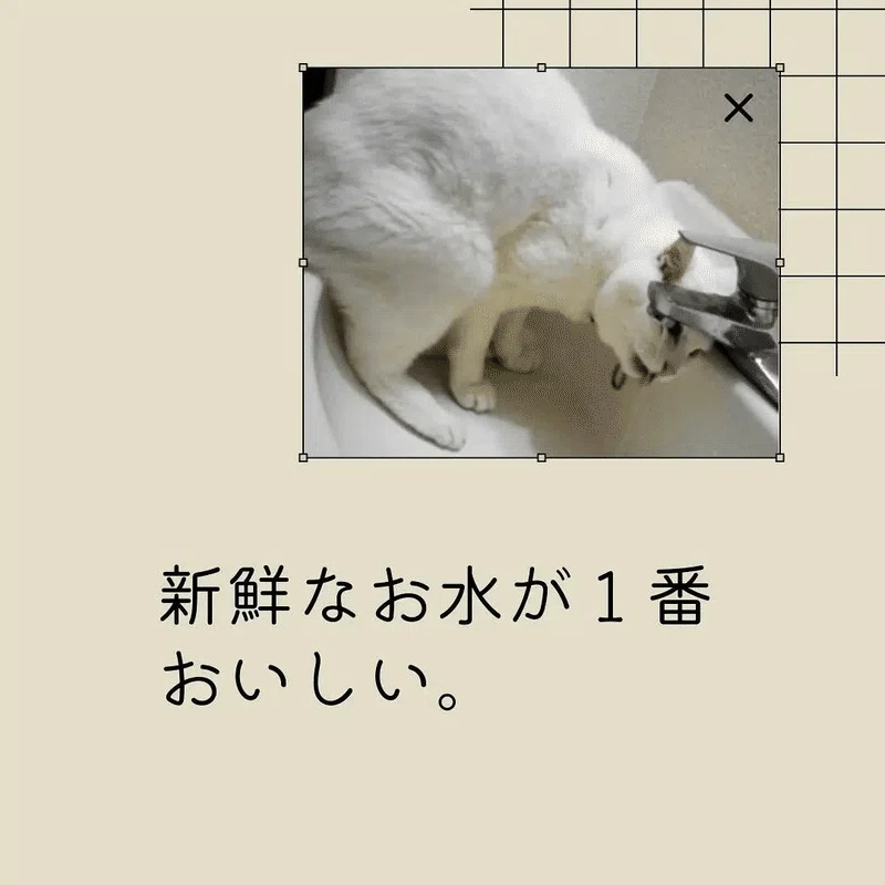 白猫みゃお⑤ー19歳で初のお引っ越しー｜山下みゆ