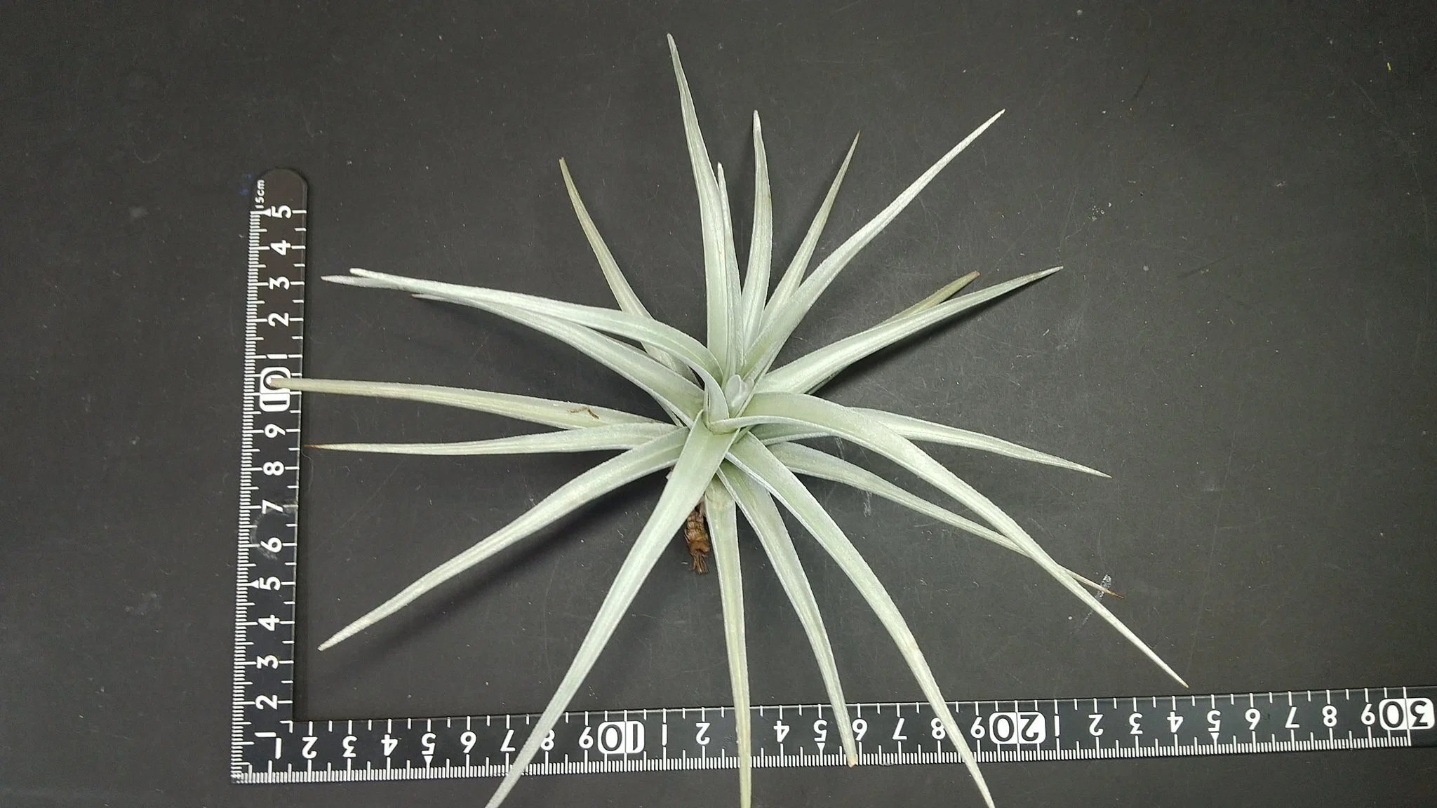 チランジア入荷リスト7/25｜NatureGarden🌿神田
