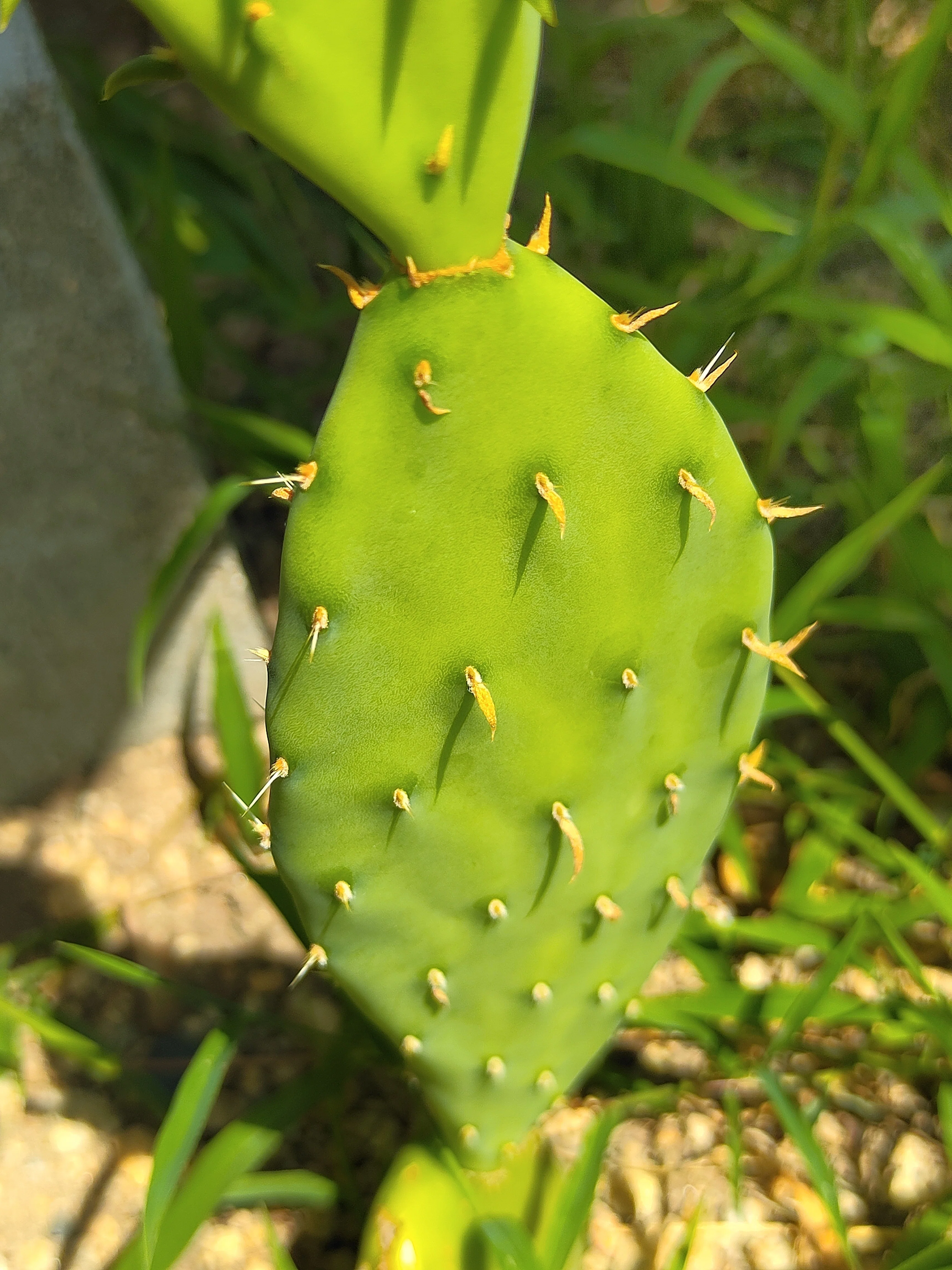 ウチワサボテンにトゲが出てきました｜かえる
