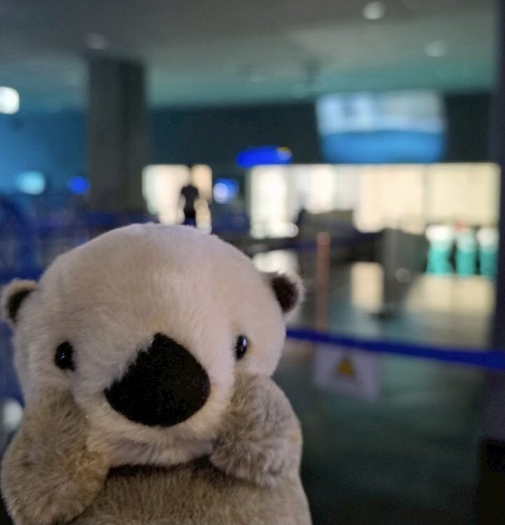 鳥羽旅行③】鳥羽水族館｜日本飼育唯一のラッコたち｜メイちゃんキラ
