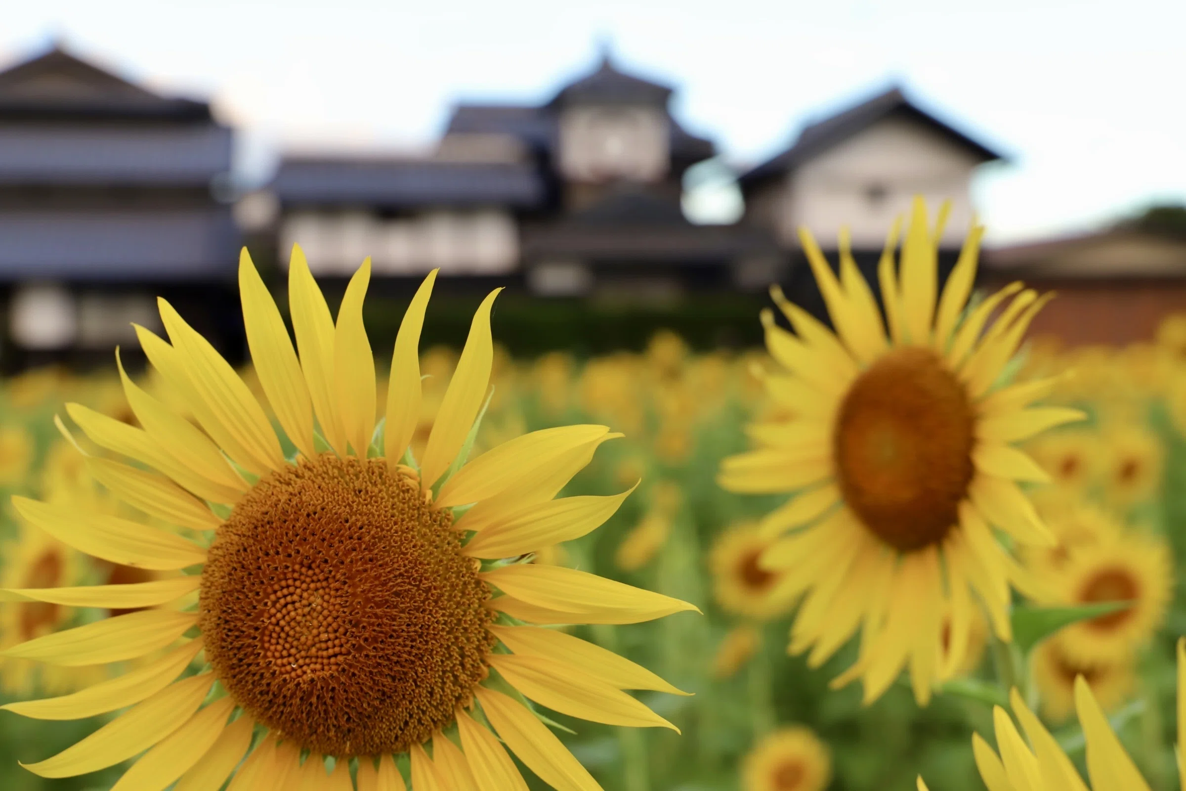 野良時計と2万本のひまわり畑」—偶然出会った夏の絶景を写真で切り取る