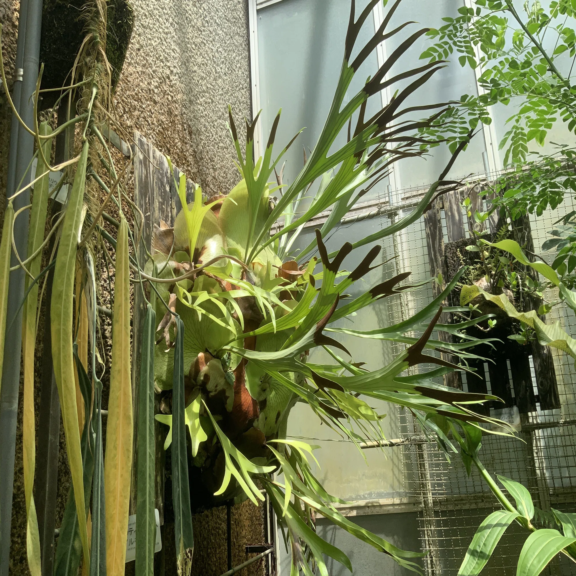 プラティケリウム・アルキコルネ（ビカクシダ，京都府立植物園観覧温室 