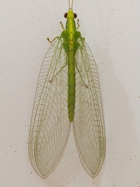 2024年のカゲロウ｜kisakino_mina