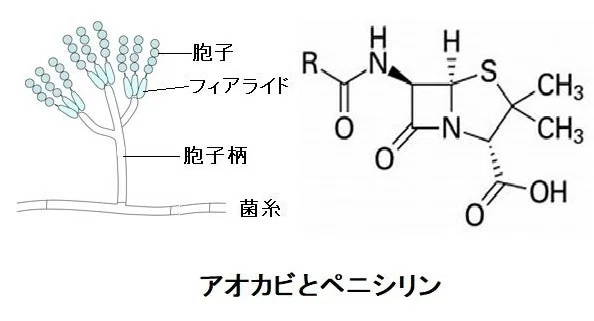 7.糸状菌|YOKKO