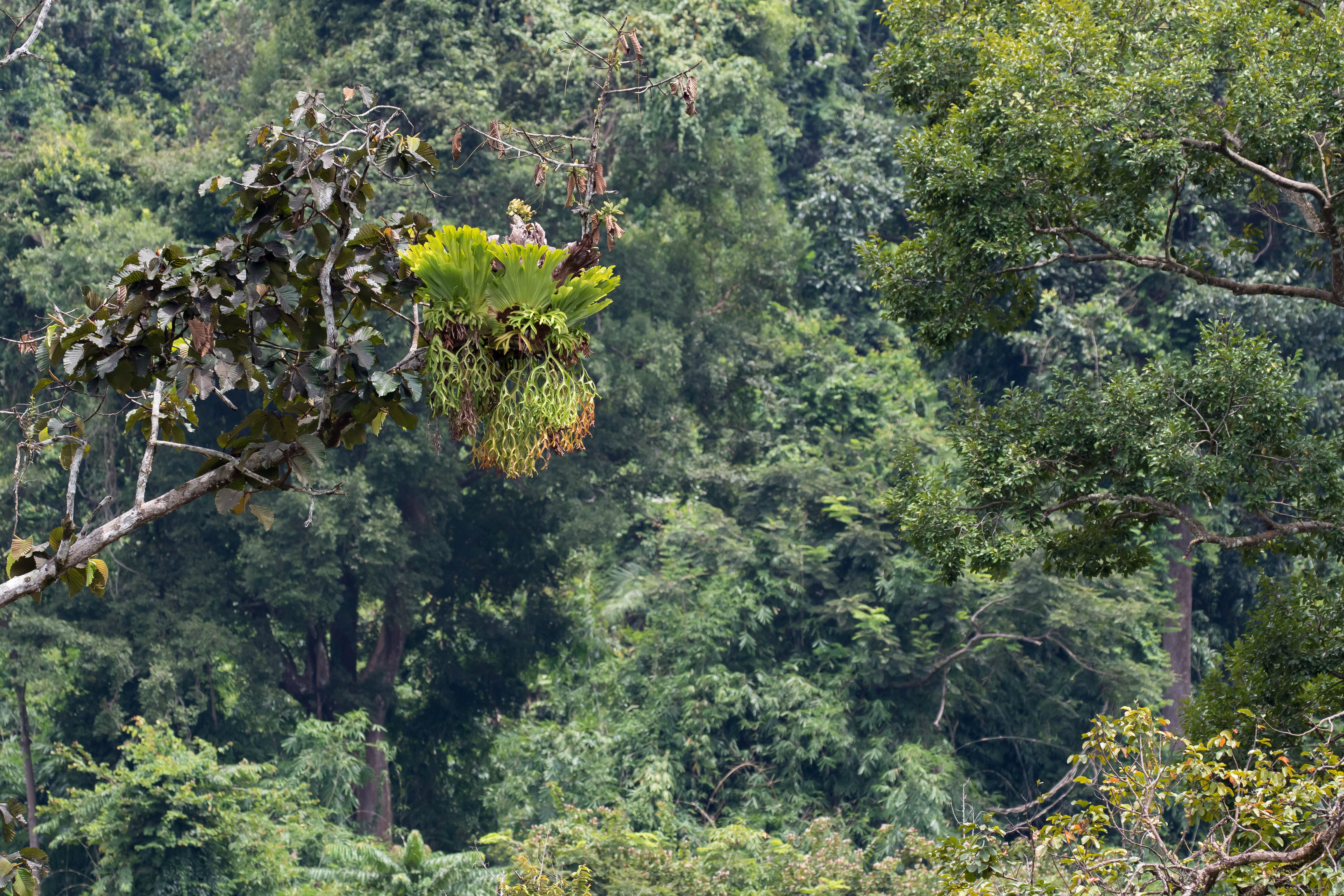 ビカクシダを育てる How to #04 | 「着生する植物」としてのビカクシダ