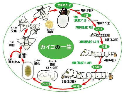 〜蚕カイコを育ててみて〜「成長・発達・変容」の考察|貸本屋モト