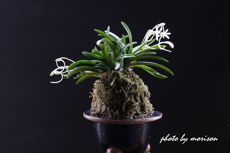 富貴蘭「楊貴姫」の花｜KJ Morison