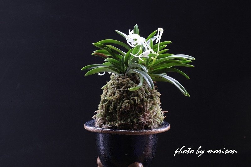 富貴蘭「楊貴姫」の花｜KJ Morison