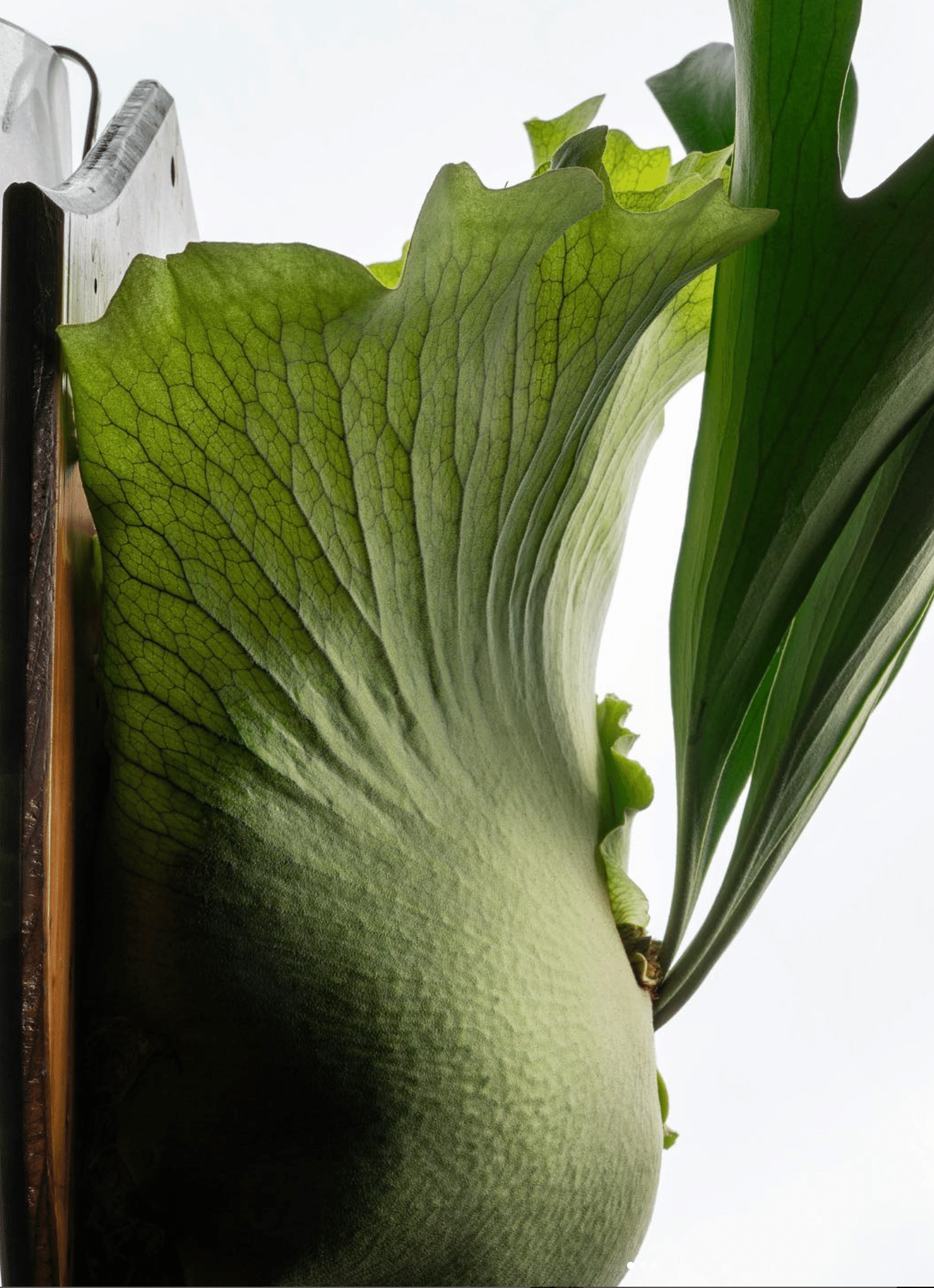 ビカクシダを育てる How to #04 | 「着生する植物」としてのビカクシダ