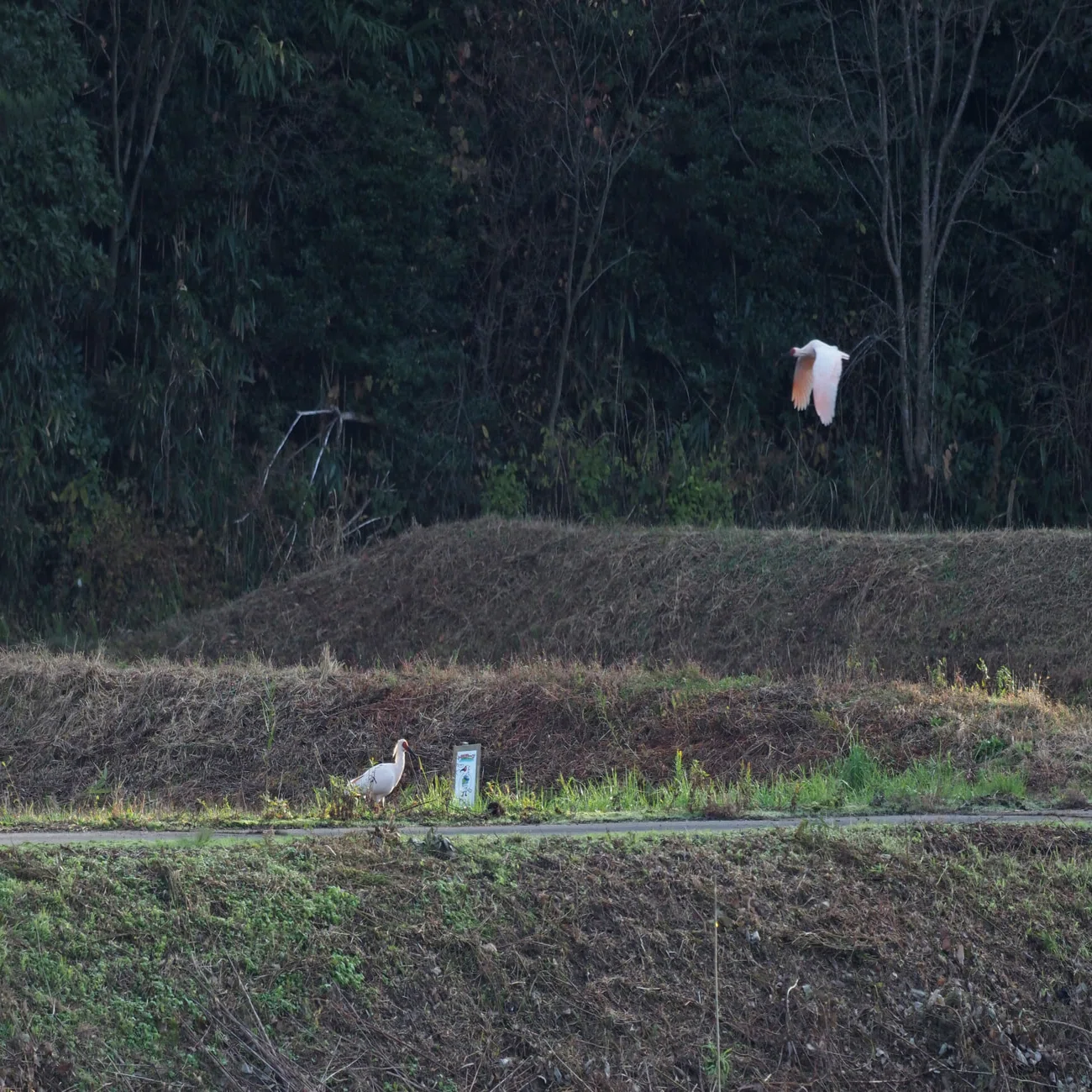 最近話題の「トキ」って、どんな鳥なんだろう｜もっといしかわ｜石川県