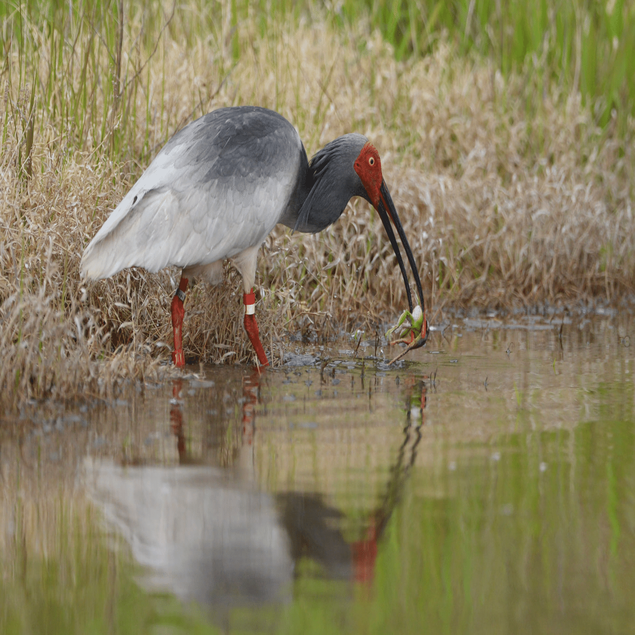 最近話題の「トキ」って、どんな鳥なんだろう｜もっといしかわ｜石川県