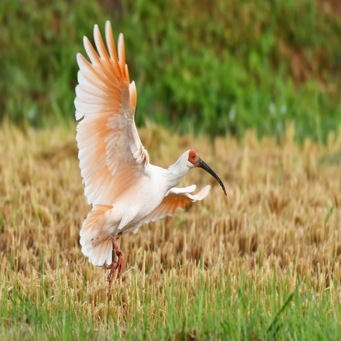 最近話題の「トキ」って、どんな鳥なんだろう｜もっといしかわ｜石川県