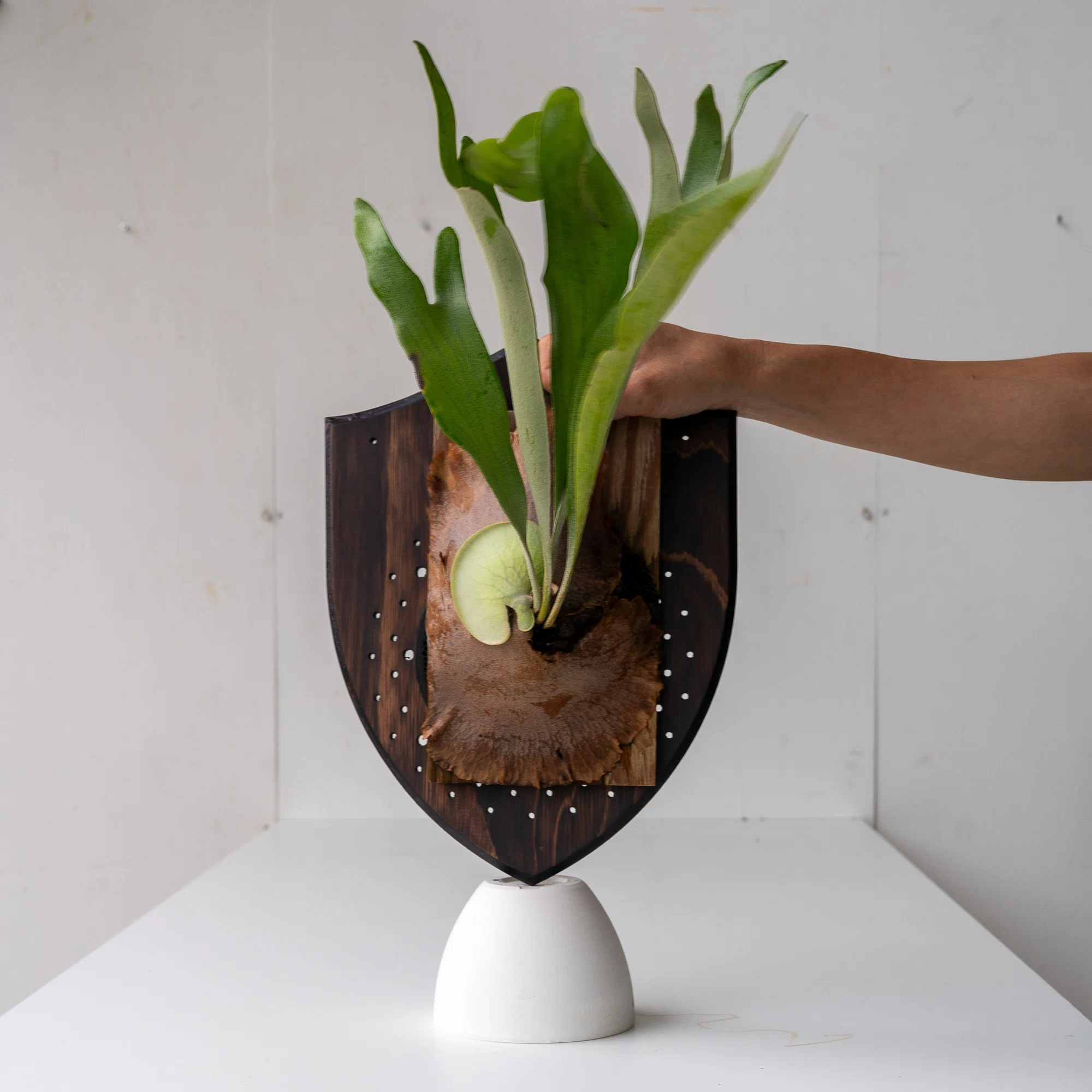 ビカクシダを育てる How to #04 | 「着生する植物」としてのビカクシダ 