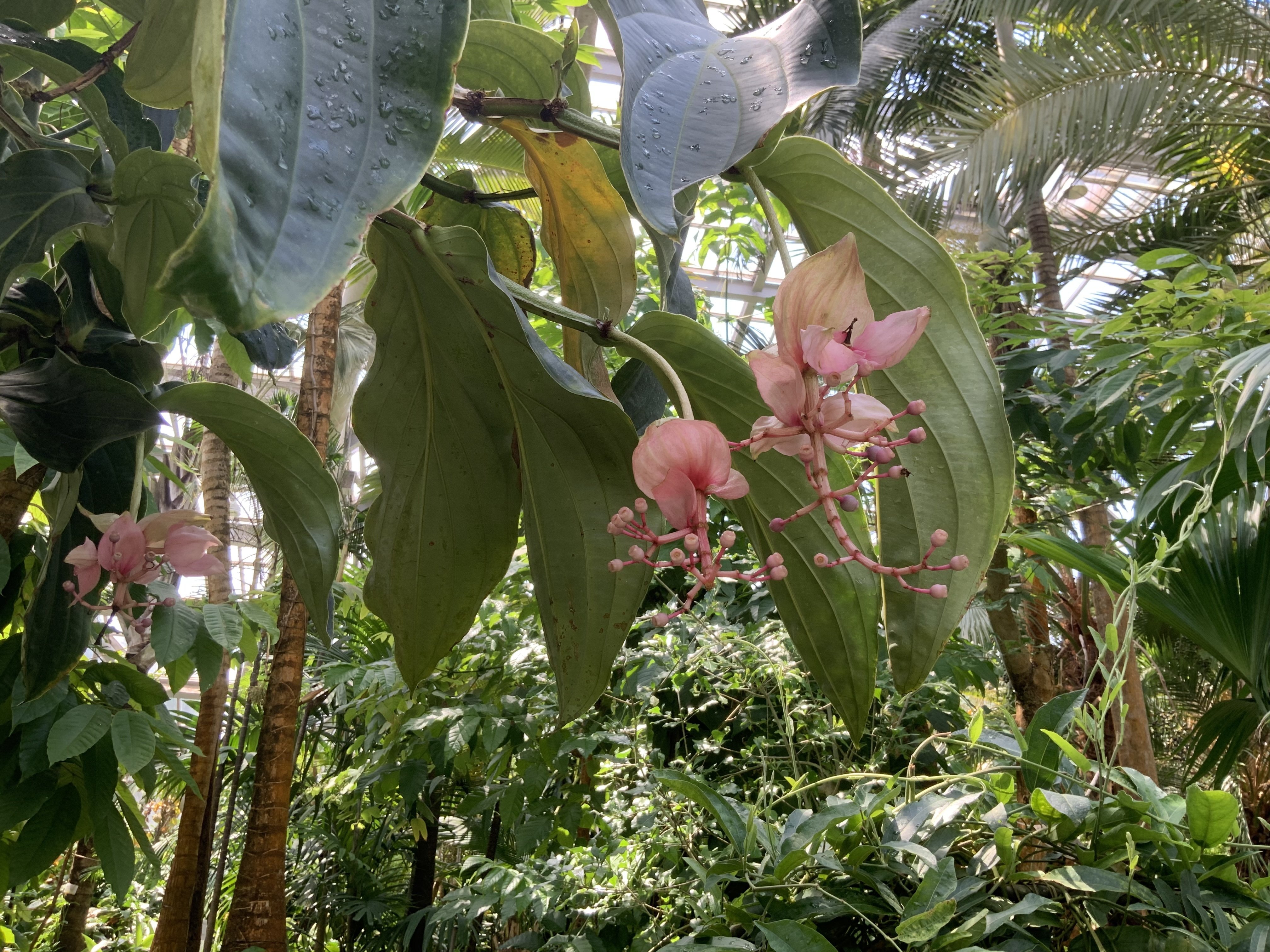 火の鳥」（京都府立植物園）：2025年8月2日（土）｜藤井秀昭（『京都