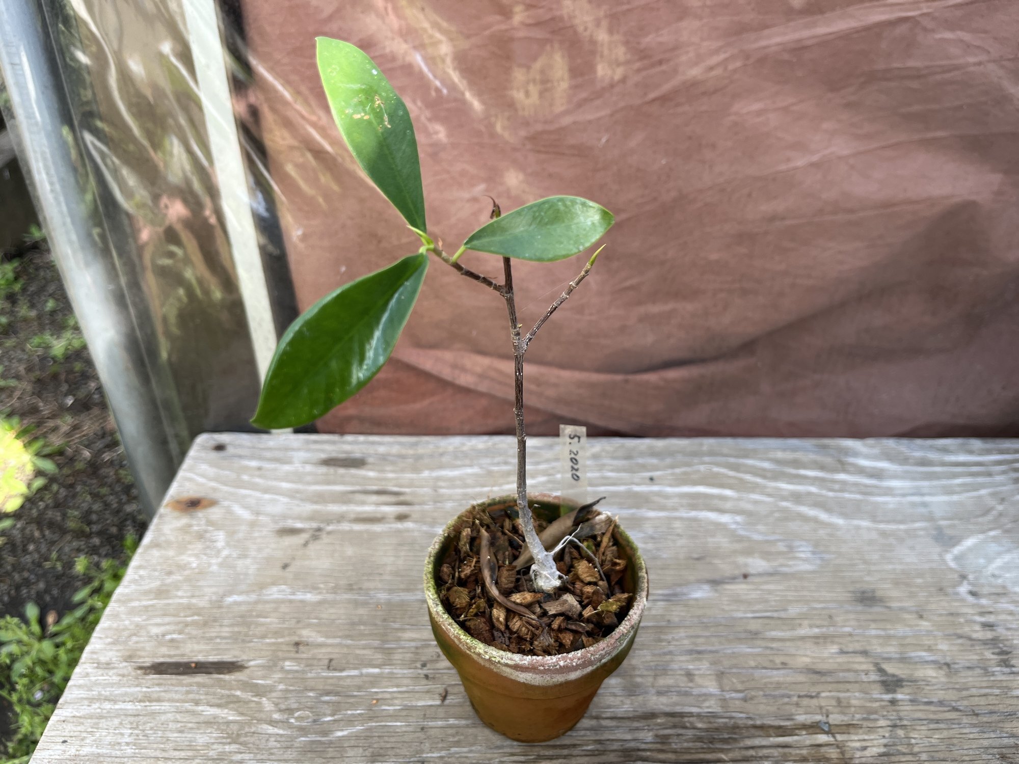 ガジュマルさま専用ページ 家の植物-ガジュマル-(2025.7.31)｜NAKADA Shugo