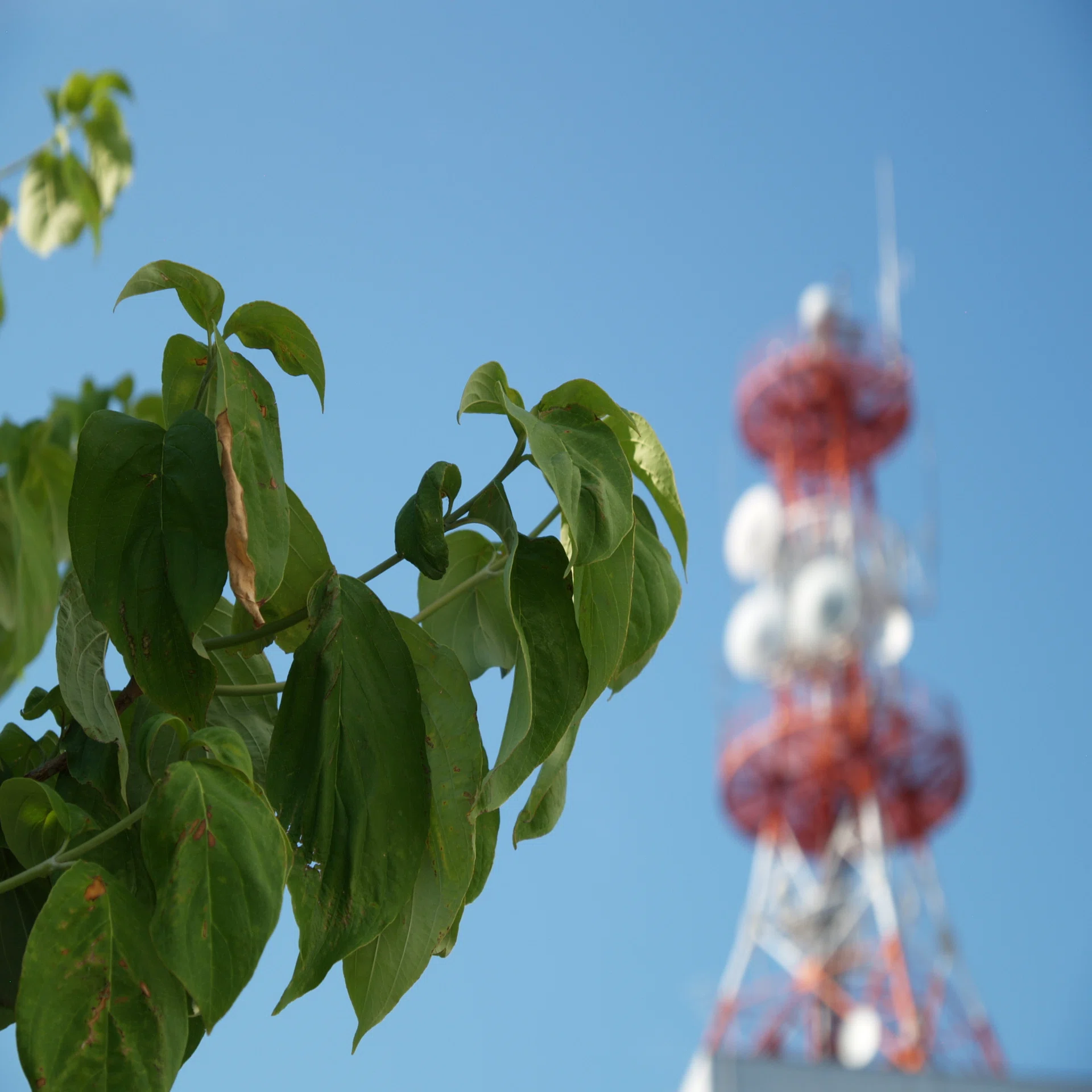 フォーサーズレンズだより(その8：ELMAR 14-50mm F3.8-5.6)｜cherubino