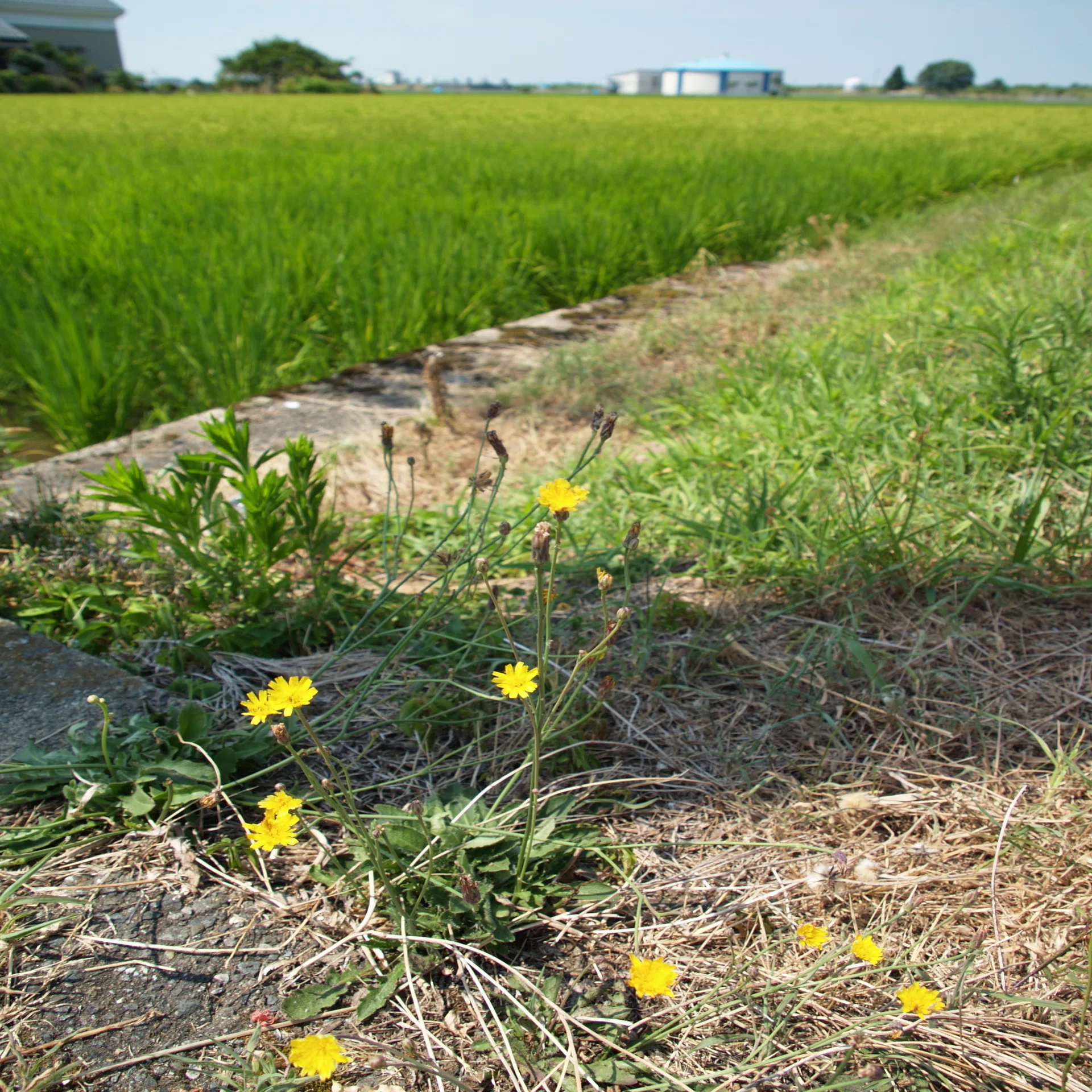 フォーサーズレンズだより(その8：ELMAR 14-50mm F3.8-5.6)｜cherubino