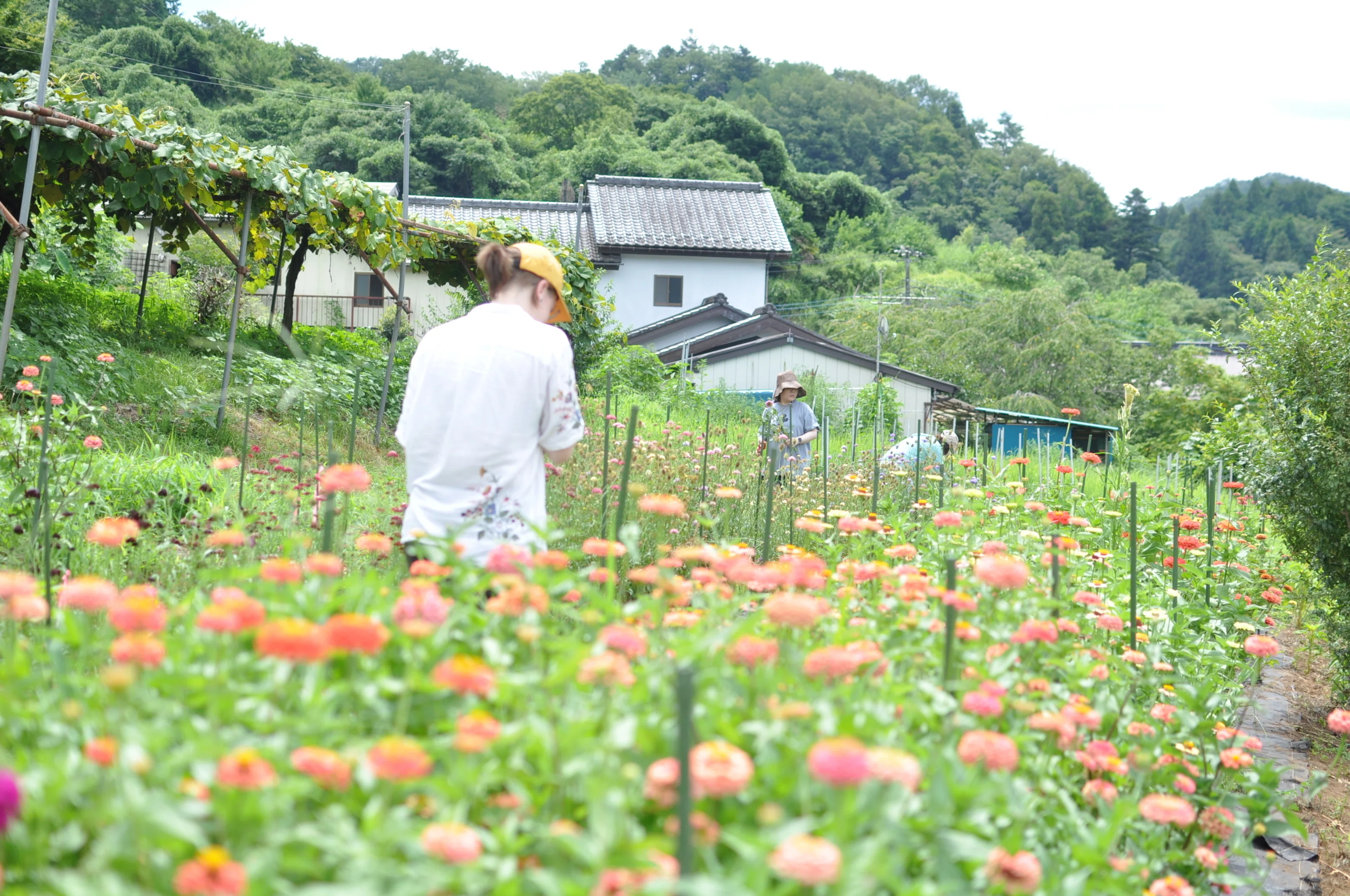 花畑で遠征いけばな！史上最高の香りの花とは｜ichirin
