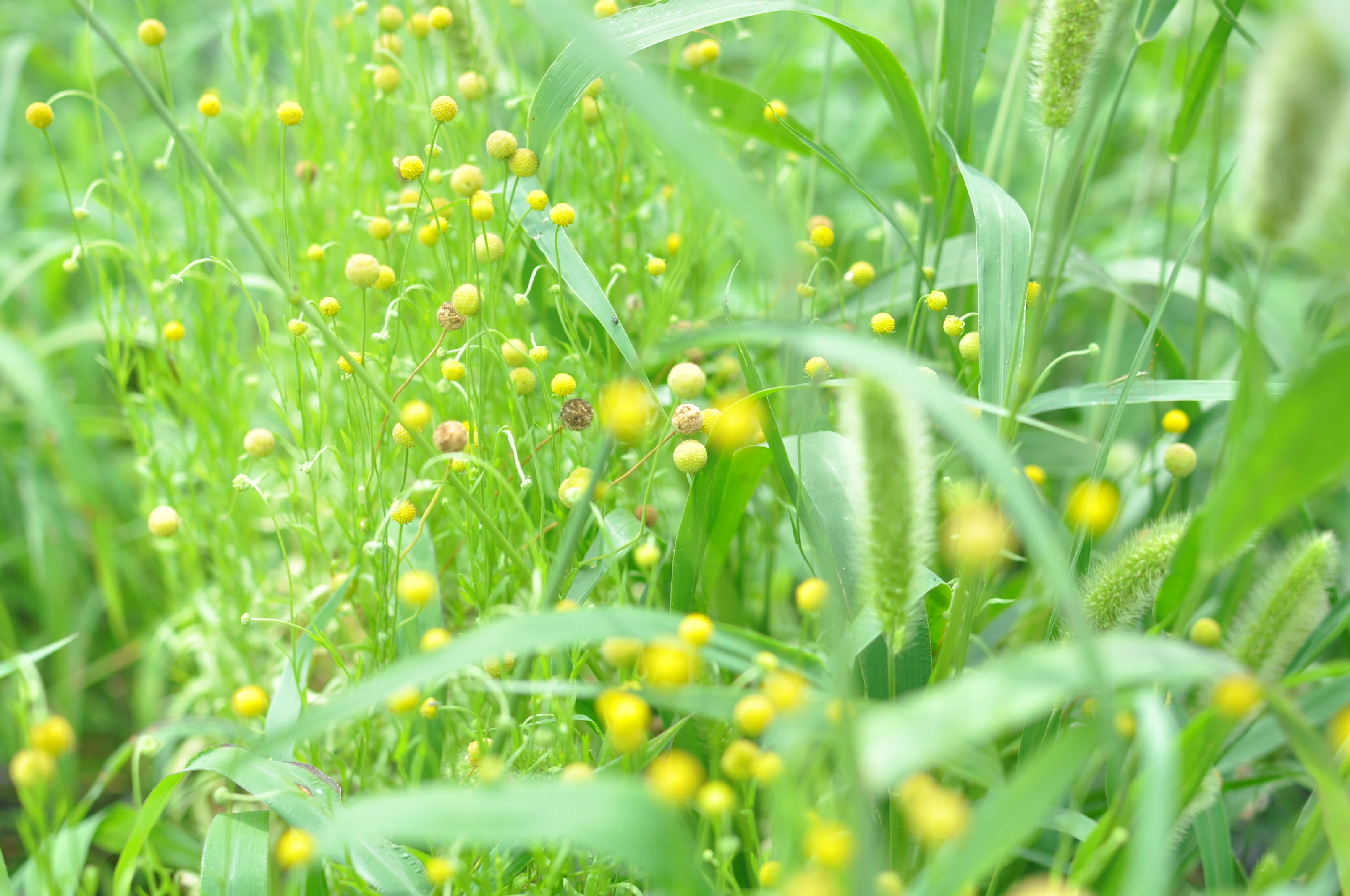 花畑で遠征いけばな！史上最高の香りの花とは｜ichirin
