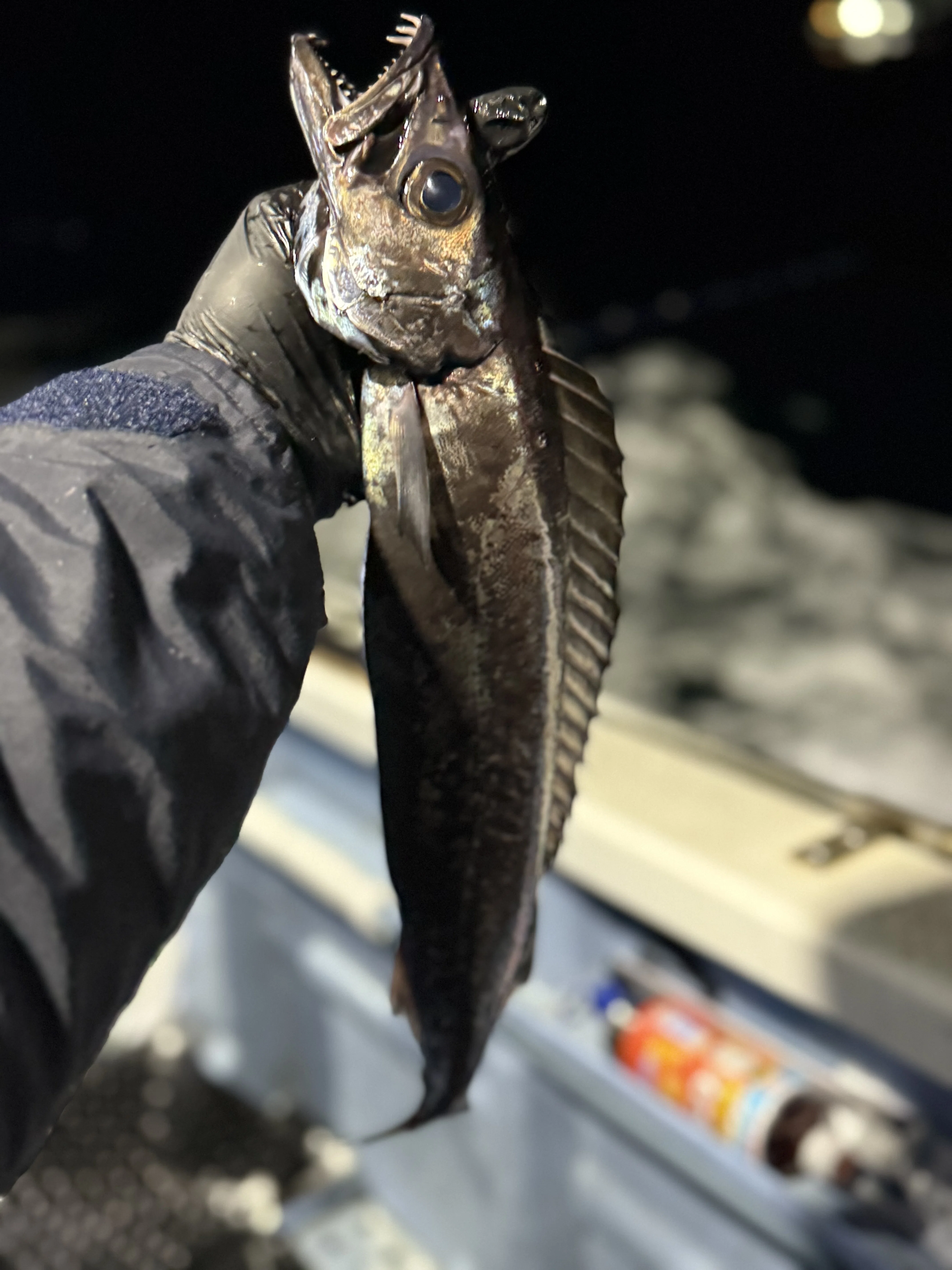 深海140メートルで出会った、幻の魚——クロシビカマスという贈り物