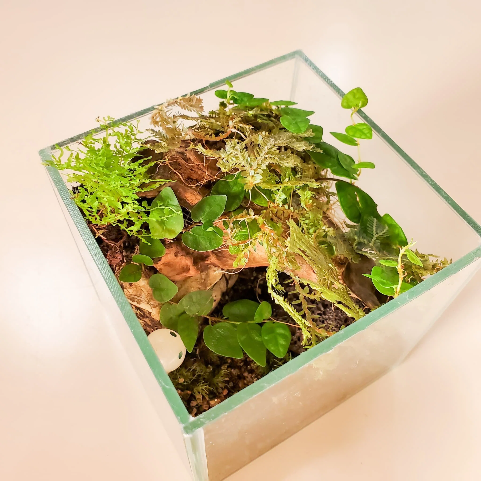 10cmキューブの苔テラリウムをメンテナンス！｜moss paradise3055