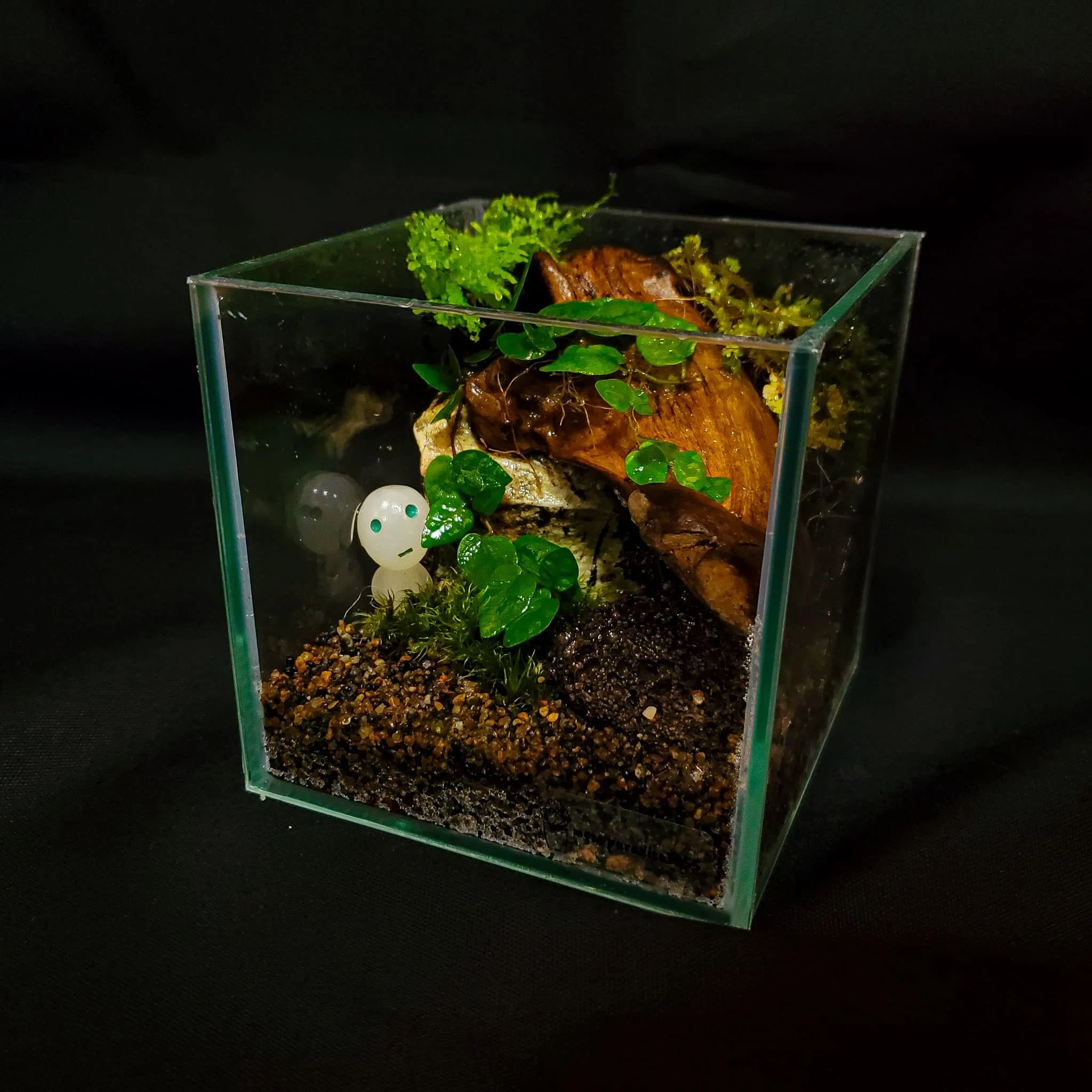 10cmキューブの苔テラリウムをメンテナンス！｜moss paradise3055