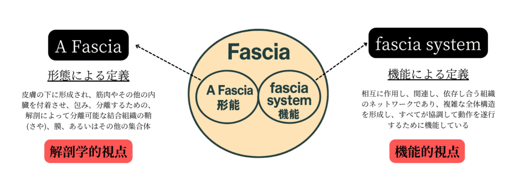 裁断済み　深頚筋膜の解剖学的構造から学ぶ頚部郭清術 シエン社 | 深頸筋膜の解剖学的構造から学ぶ頸部郭清術