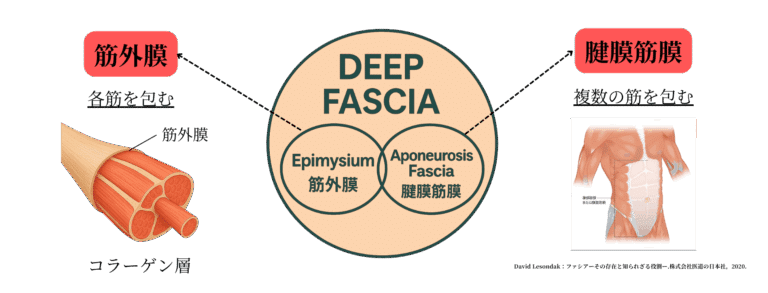 筋膜の構造と機能｜理学療法士による臨床のためのnote