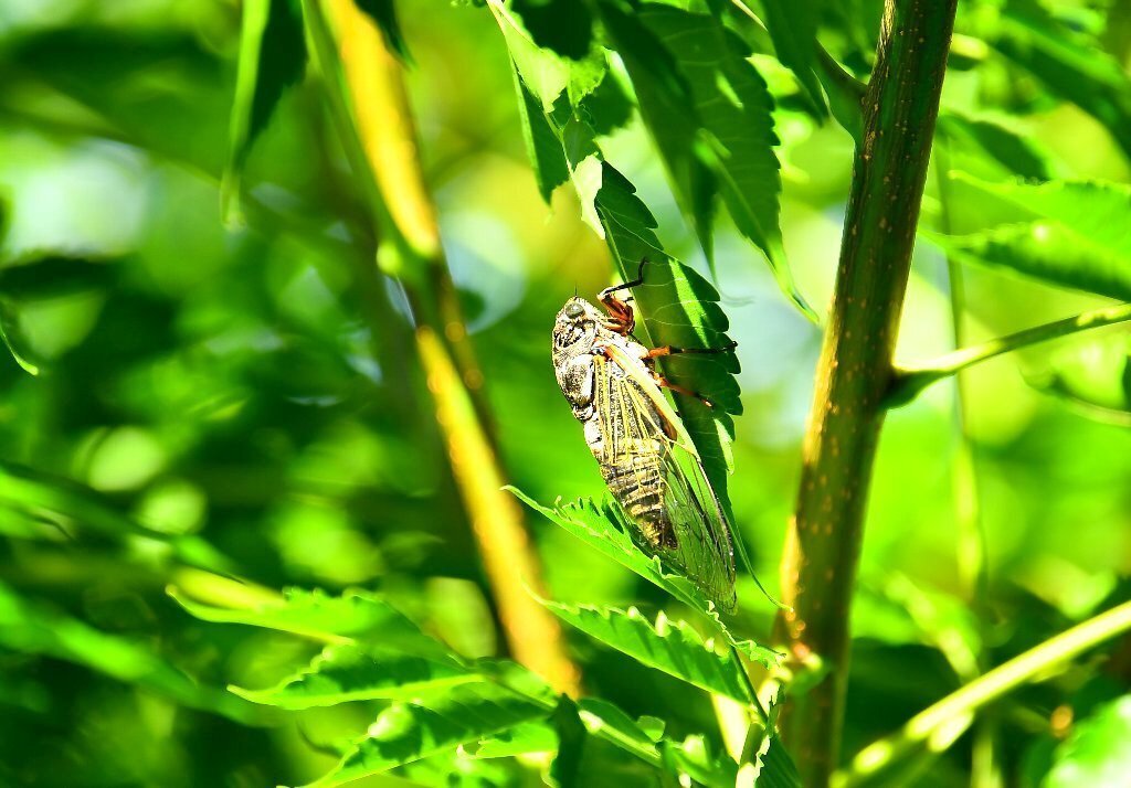 昆虫学者 夏の風物詩 夏の風物詩と7回出ました。: 三足のわらじ