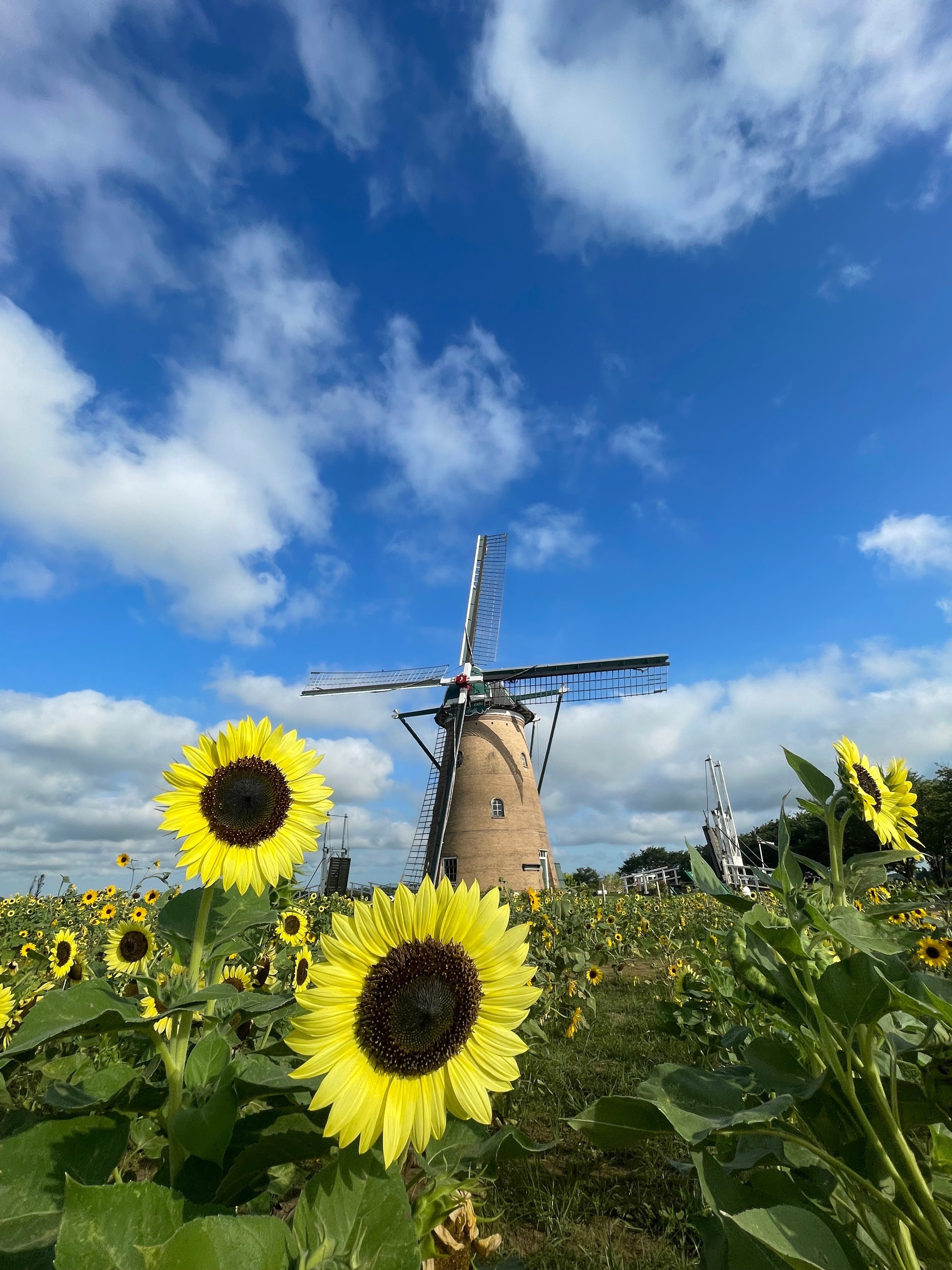 ★スーちゃんと夏の風景★ひまわり Amazon.co.jp: 絵画 ひまわり 風景 黄色い花 「Sunny Day」 太陽