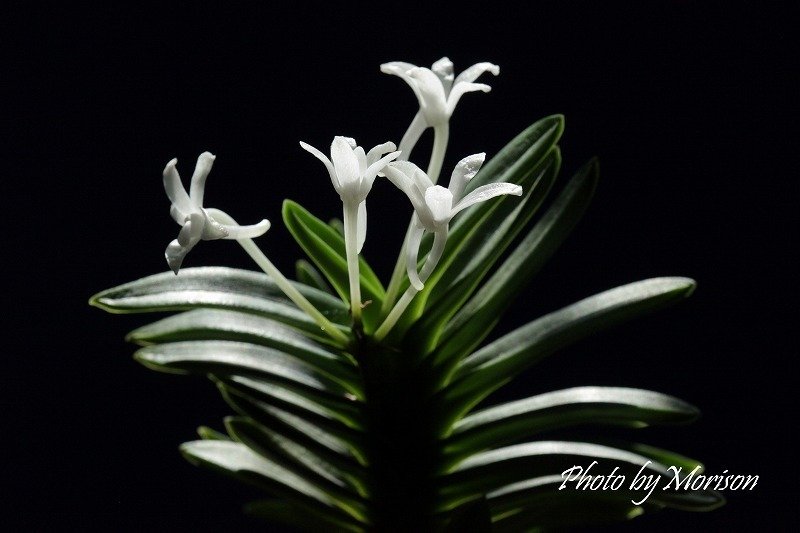 富貴蘭「淀の松」の花｜KJ Morison
