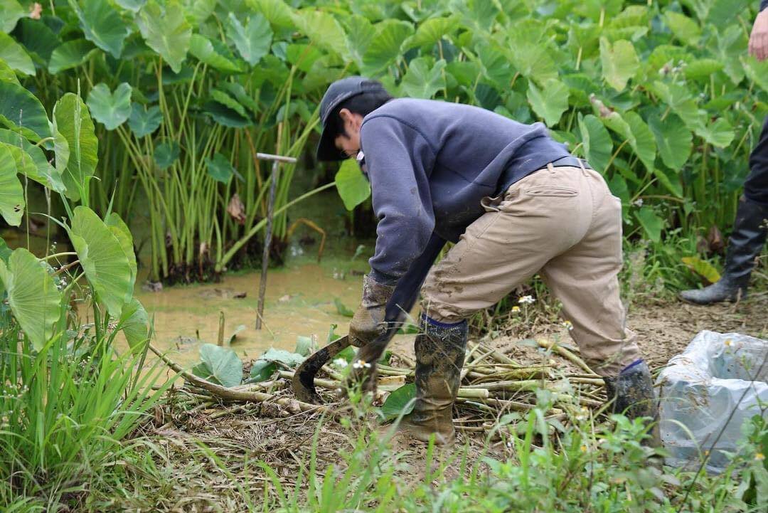 田芋が高級な理由