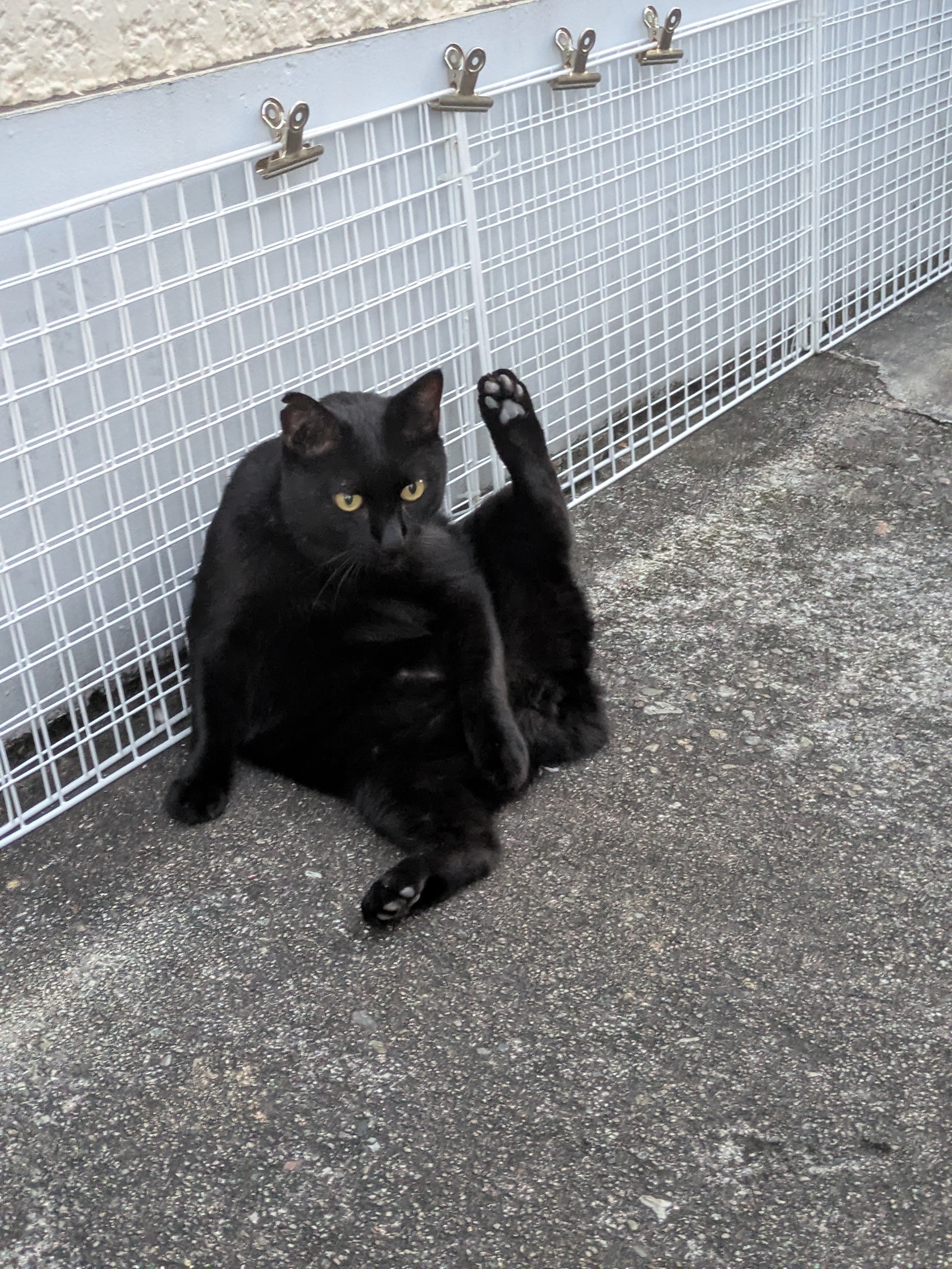 黒猫と私｜nene