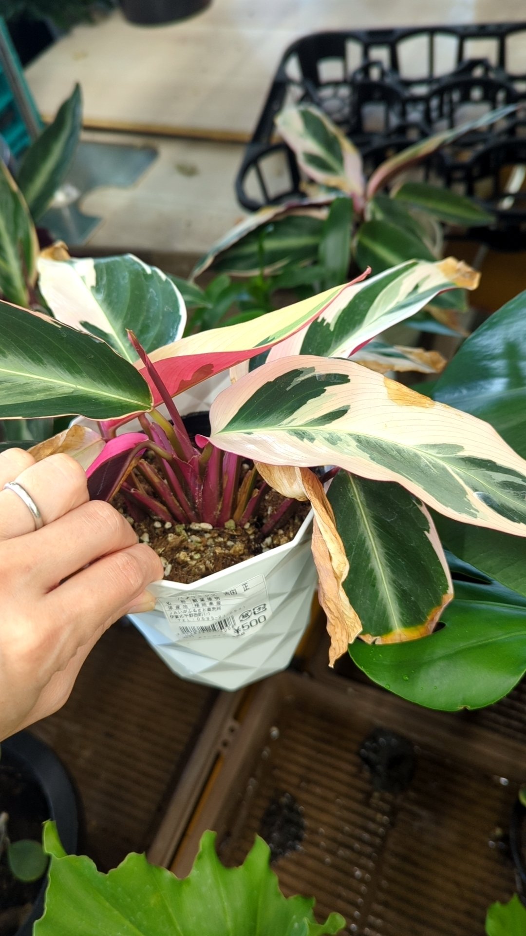 美苗】激レア ストロマンテ トリオスター 斑入り ゴマ斑 抜き苗 美苗