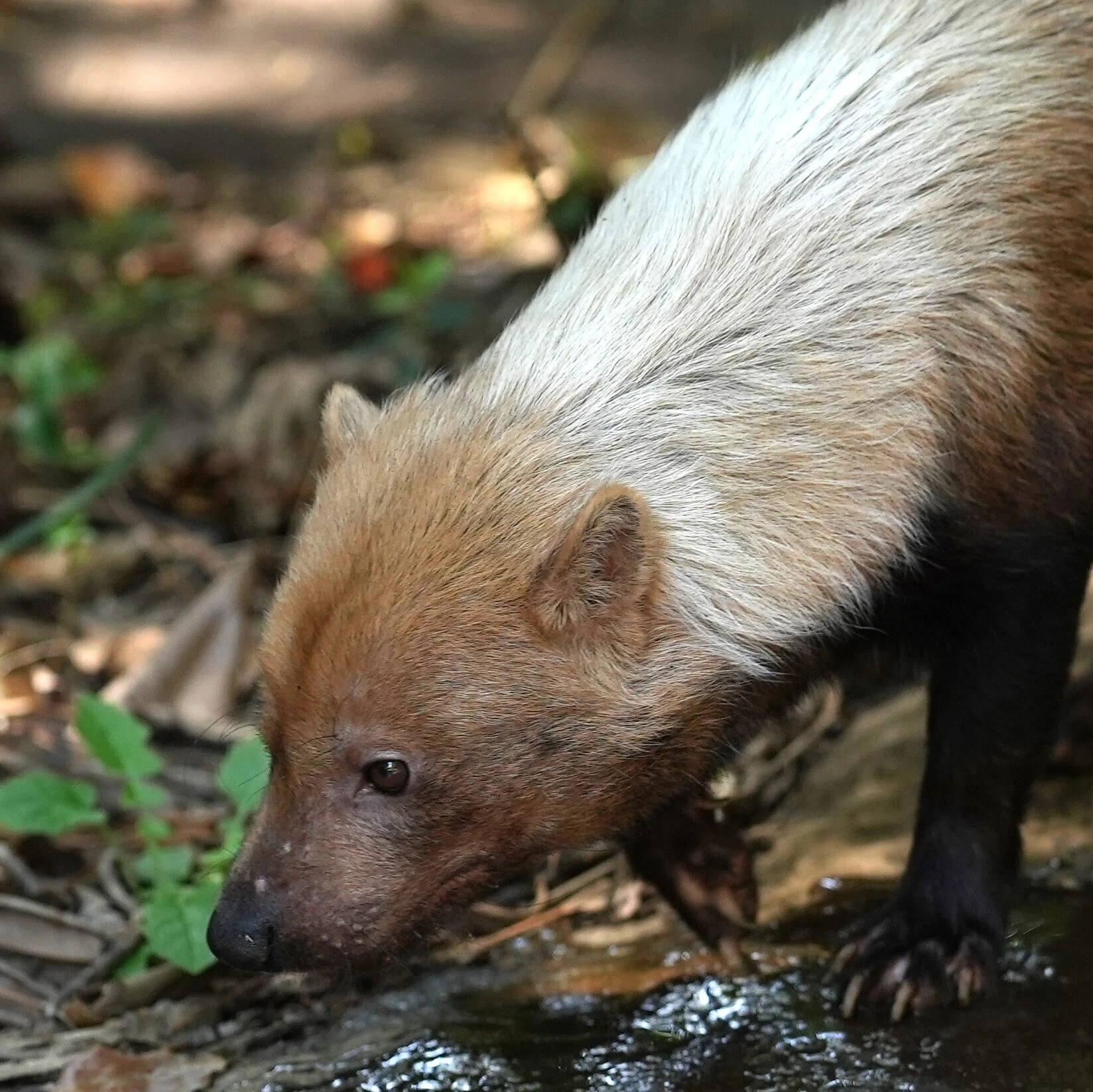 動物写真の世界 いろいろな動物 その2｜minatororo