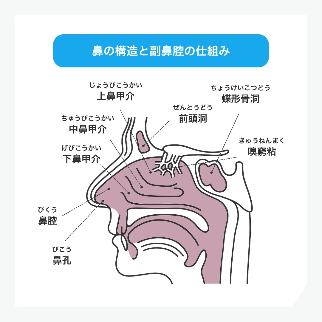 【第1回】鼻の構造や仕組み、鼻呼吸のメリットについて|1日3分でちょっと物知りになれる【健康豆知識】