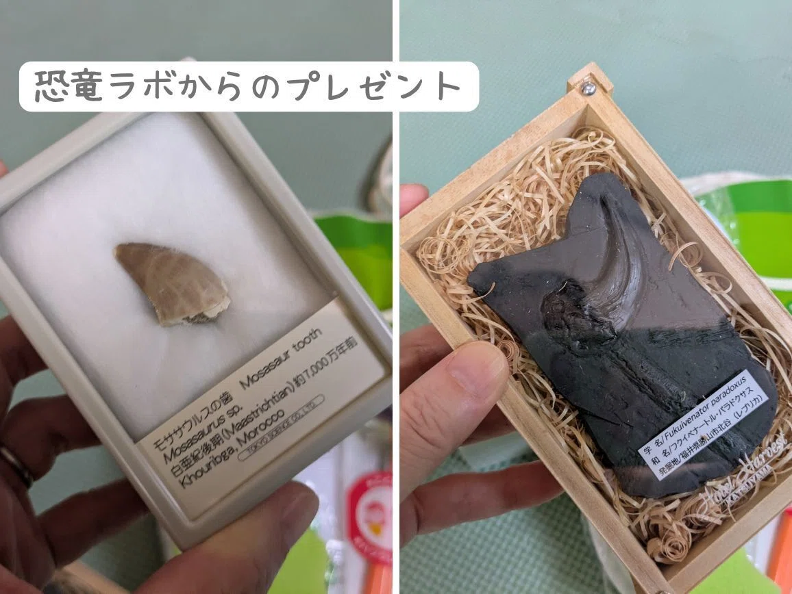勝山スキージャムの恐竜ROOMに宿泊するともらえるプレゼント