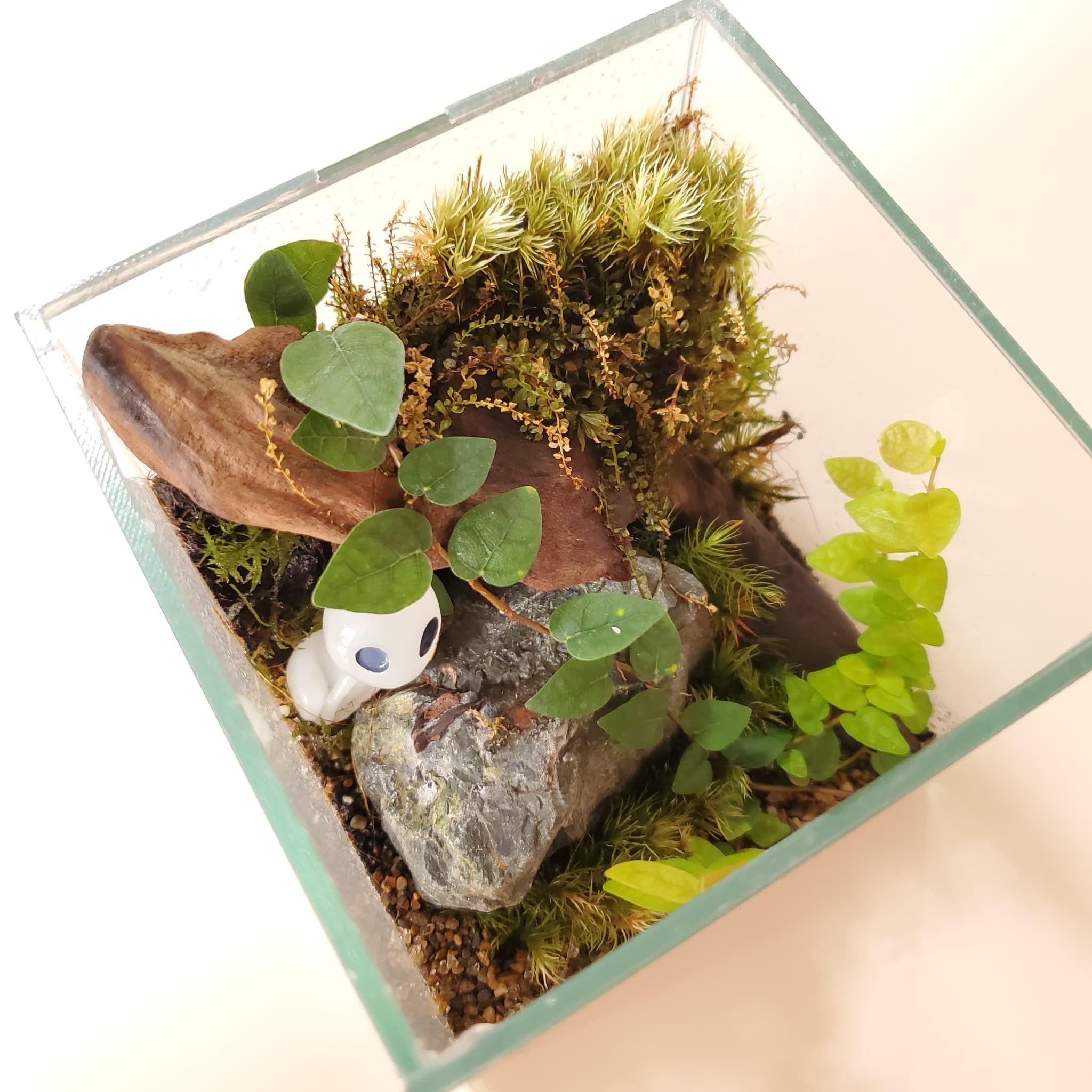 10cmキューブの苔テラリウムをメンテナンス！2個目｜moss paradise3055