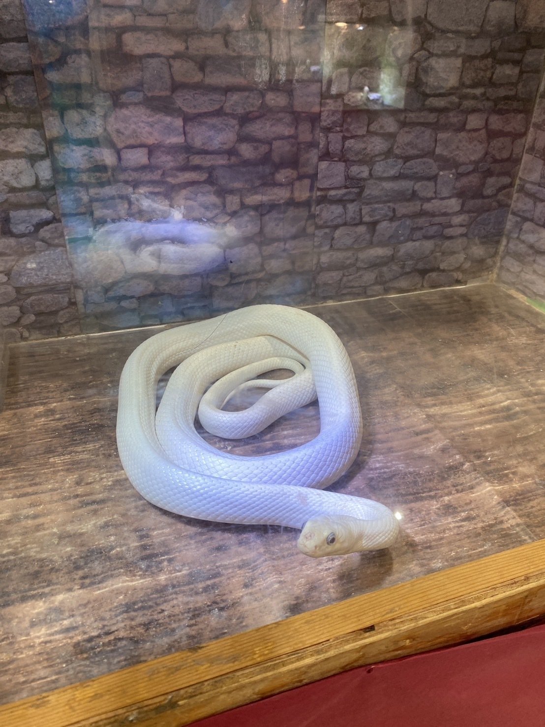 四国でへび展｜世界一元氣な60歳♪ 藤野 知枝