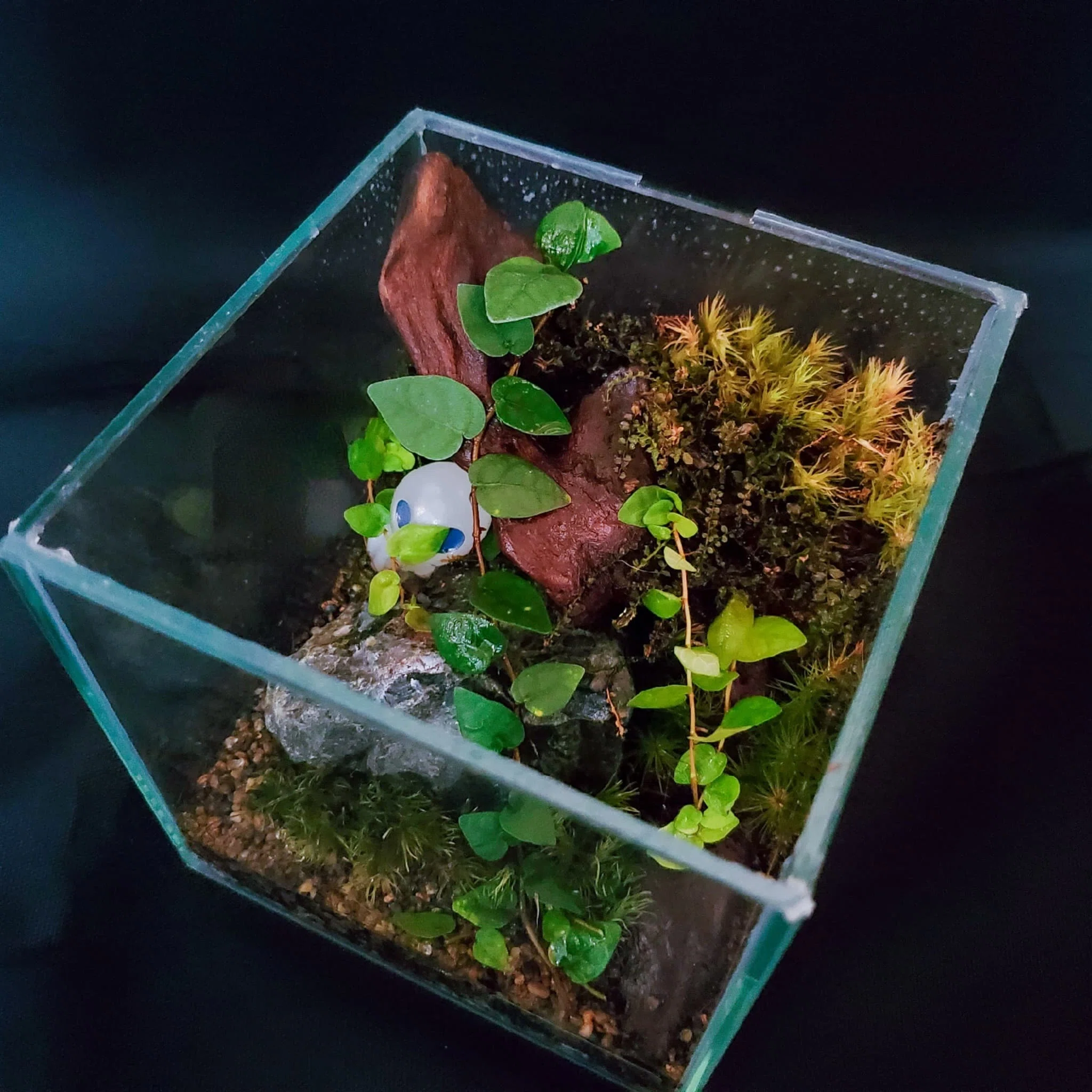 10cmキューブの苔テラリウムをメンテナンス！2個目｜moss paradise3055