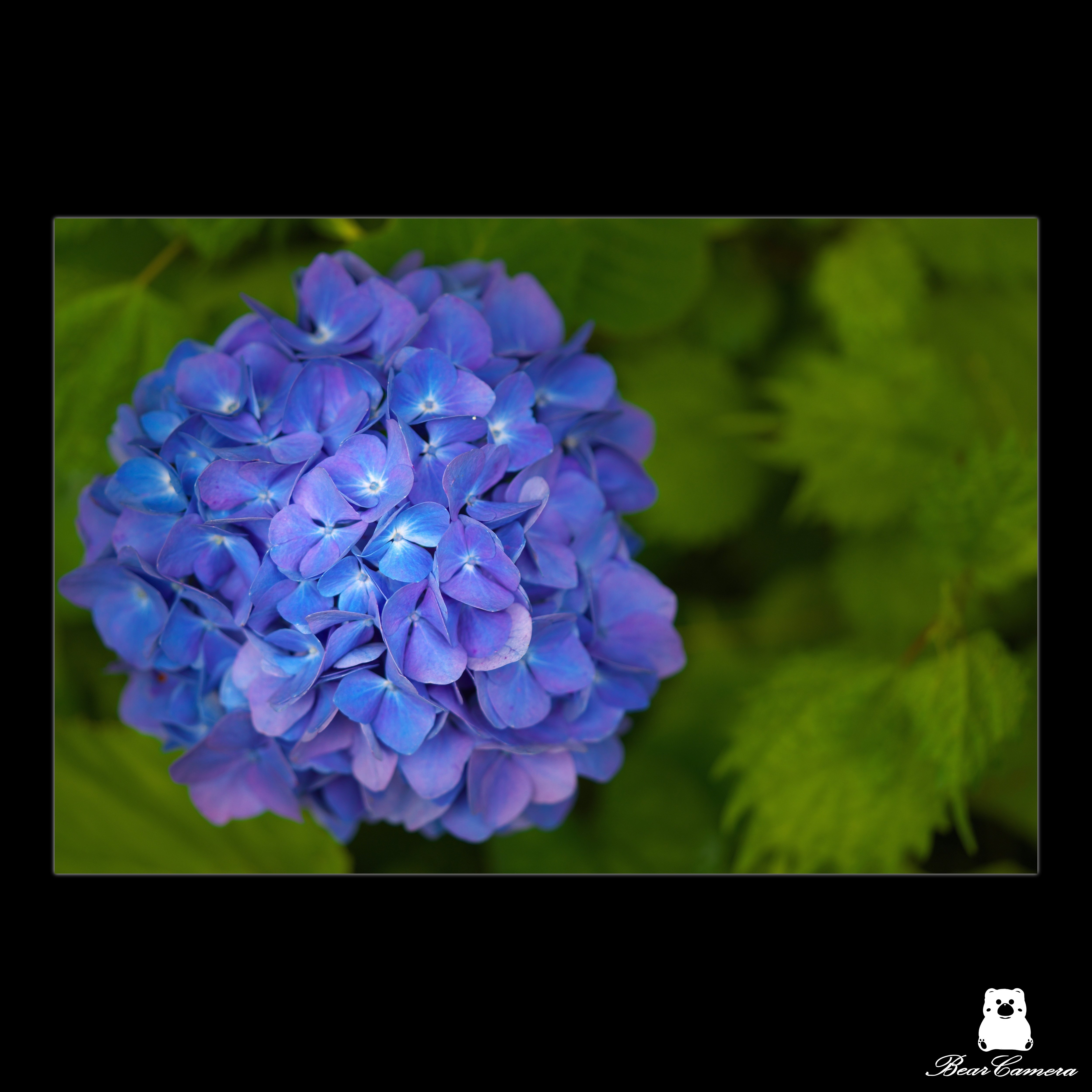 紫陽花 現品】紫陽花”ごきげんよう”2鉢セット | アトリエ華もみじ