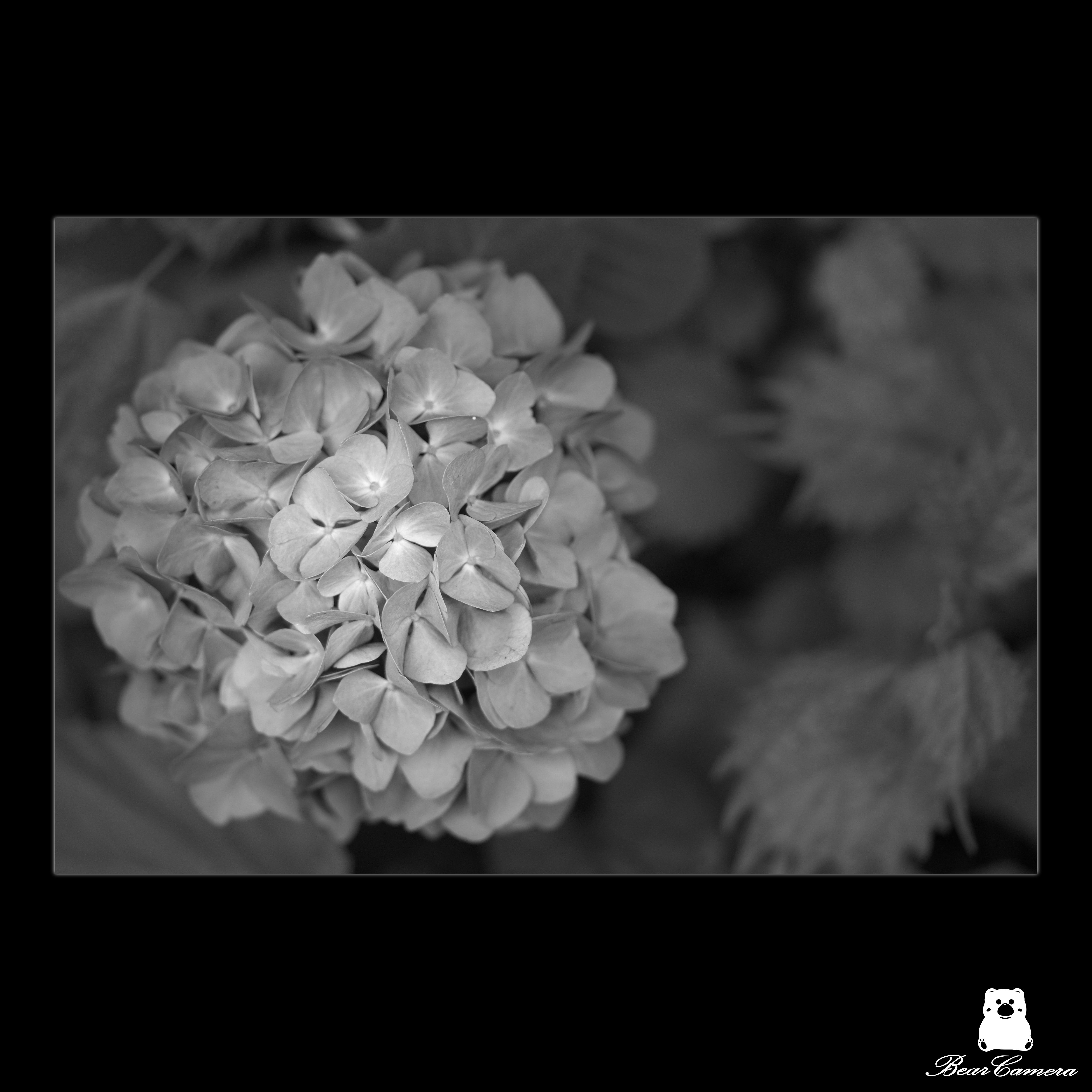 紫陽花｜くまかめら