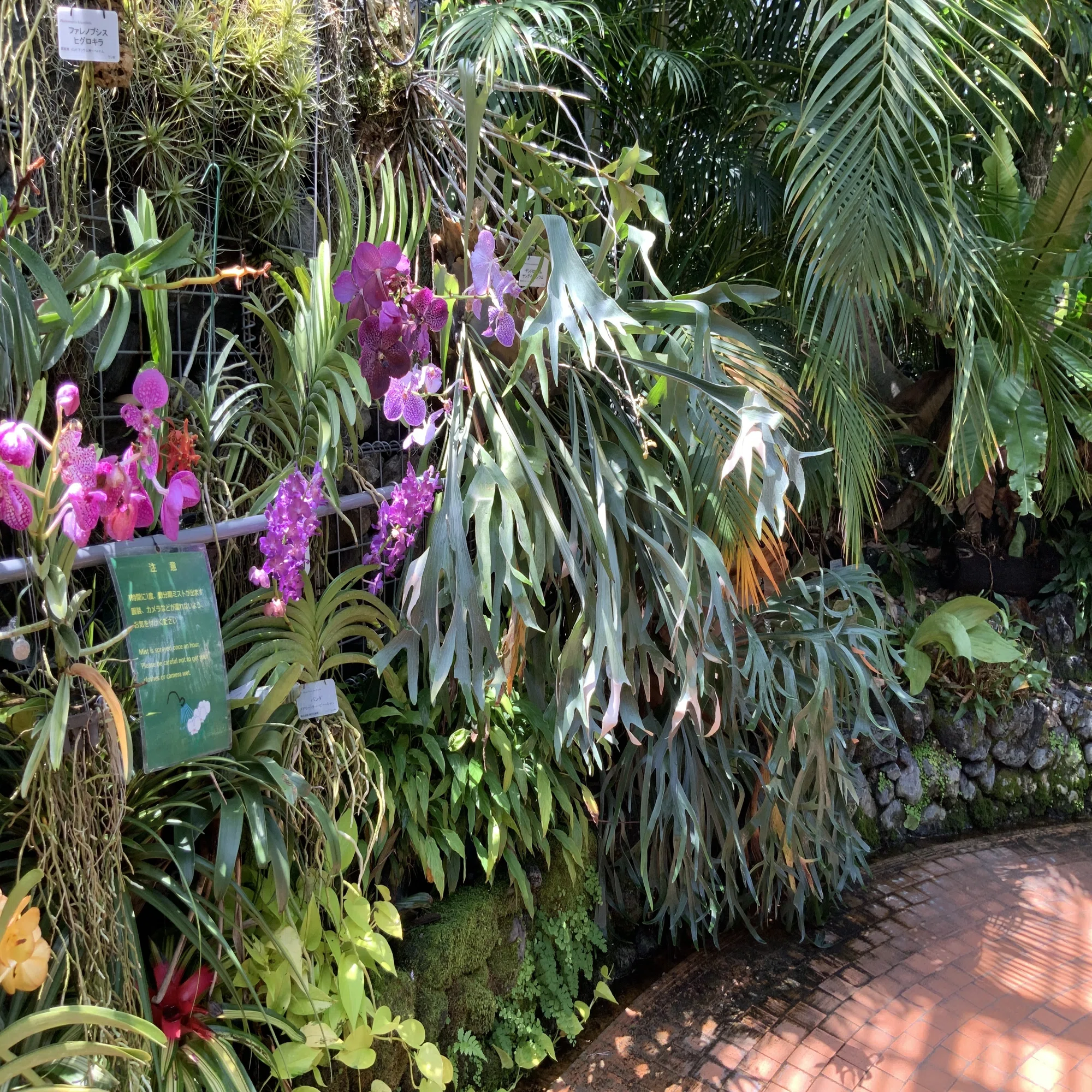 プラティケリウム・アルキコルネ（ビカクシダ，京都府立植物園観覧温室 